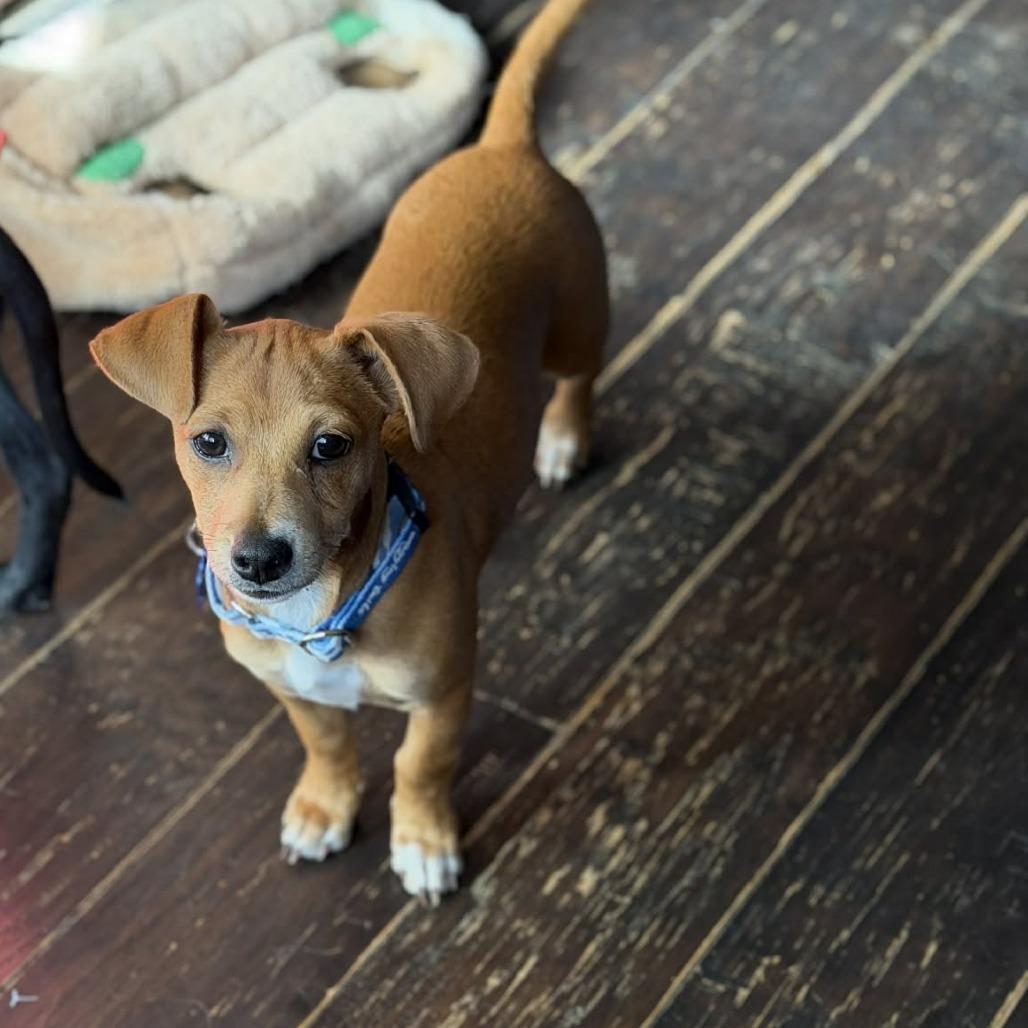 Meerkat, a Adoptable Chihuahua in Katy, TX image 4/5
