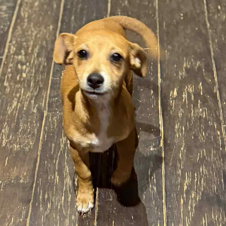 Meerkat, a Adoptable Chihuahua in Katy, TX image 5/5