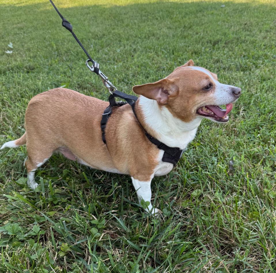 Rowdy Cp thumbnail 3