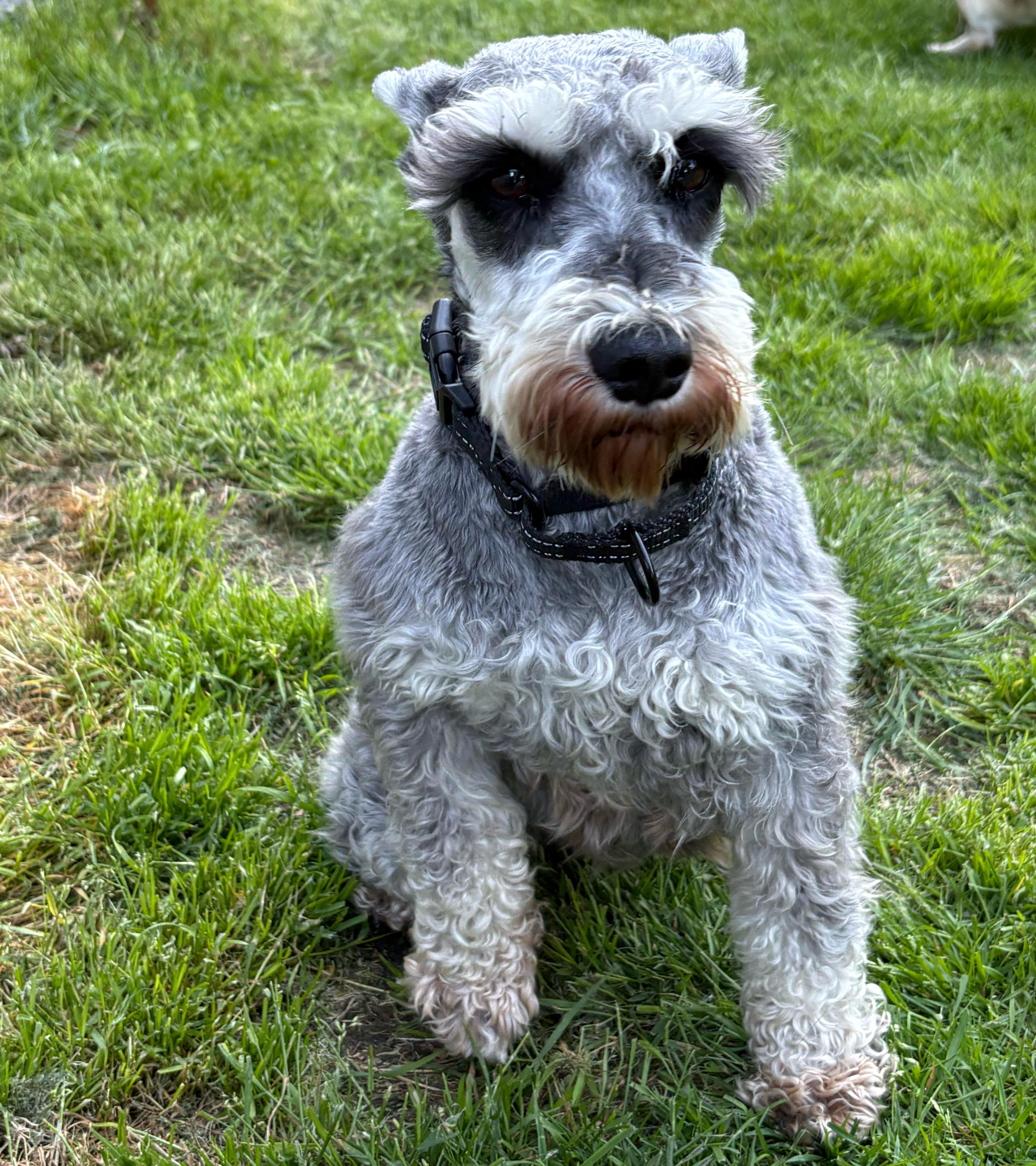 Enlarge Ava, a ADOPTABLE Miniature Schnauzer in Brunswick, ME image 2/4