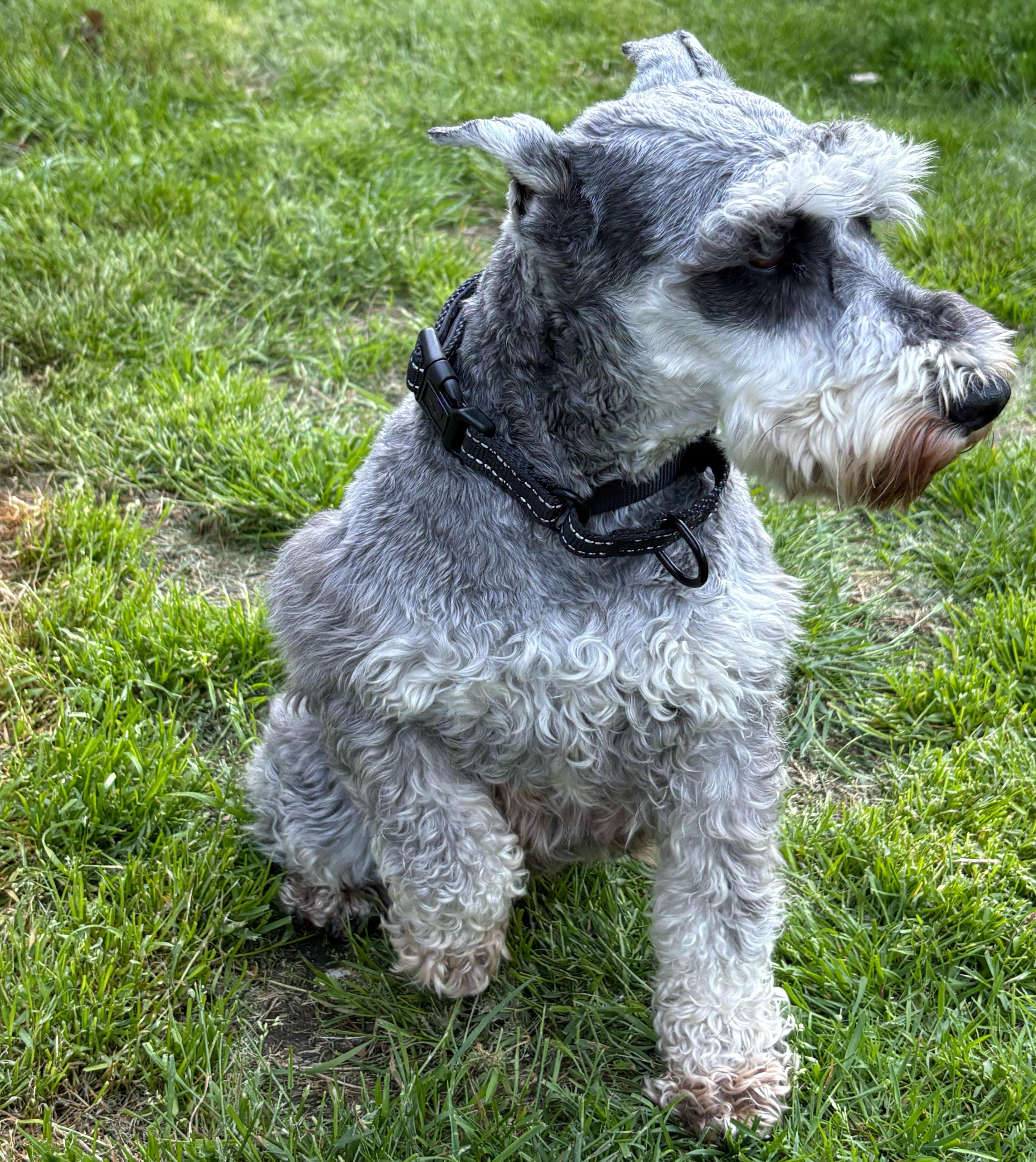 Enlarge Ava, a ADOPTABLE Miniature Schnauzer in Brunswick, ME image 4/4