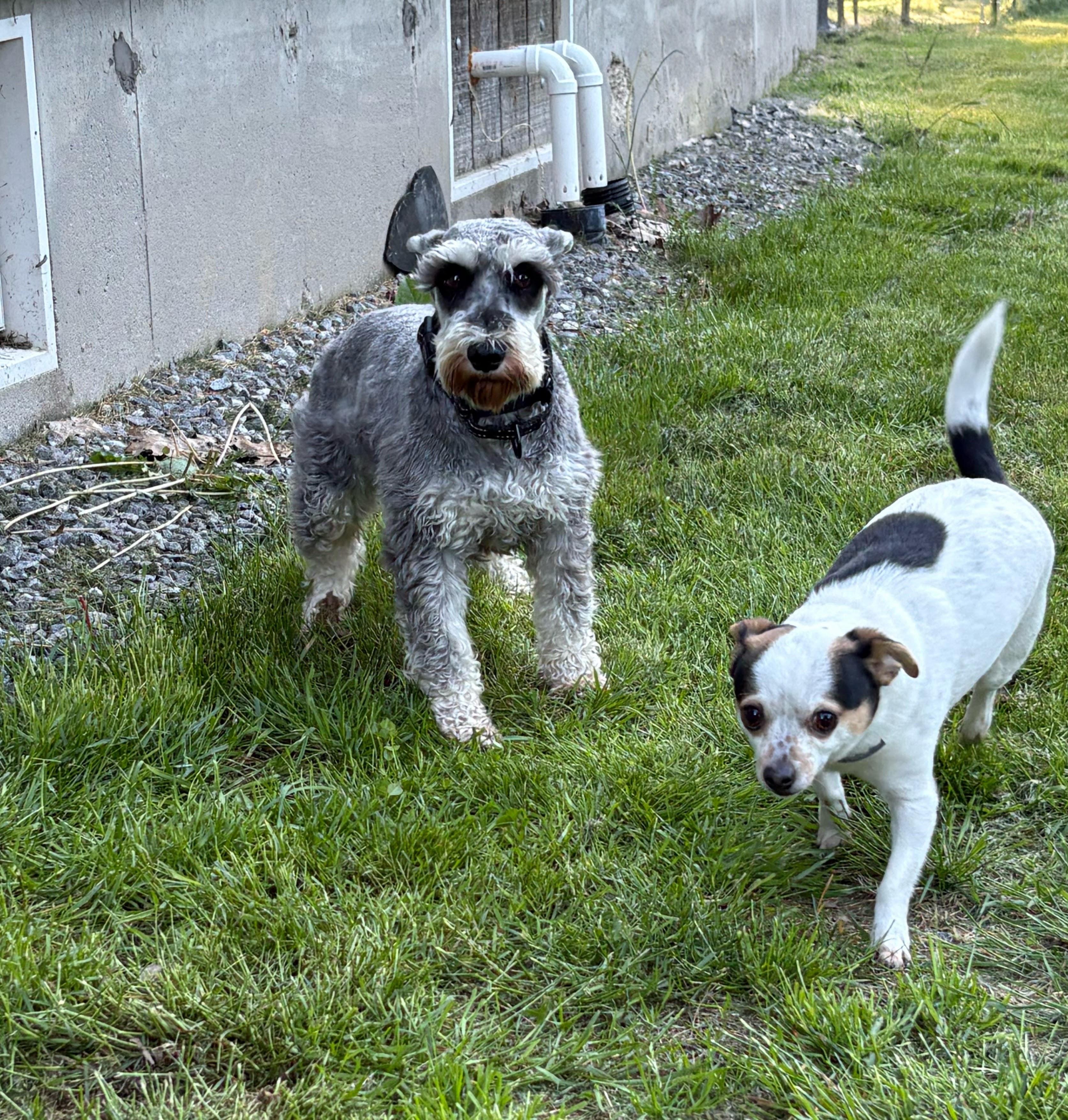 Enlarge Ava, a ADOPTABLE Miniature Schnauzer in Brunswick, ME image 3/4