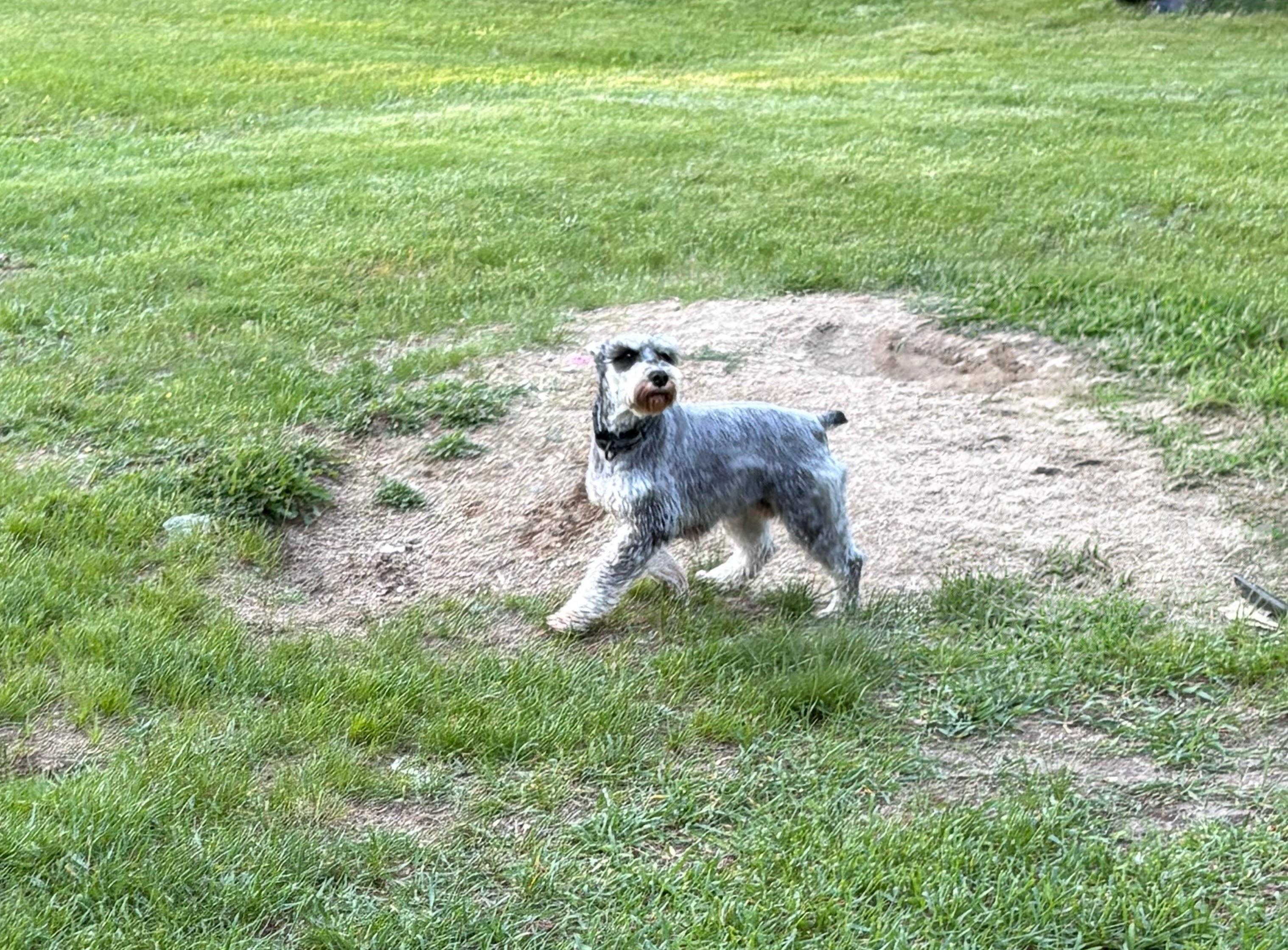 Ava, ADOPTABLE, Adult Female Miniature Schnauzer.