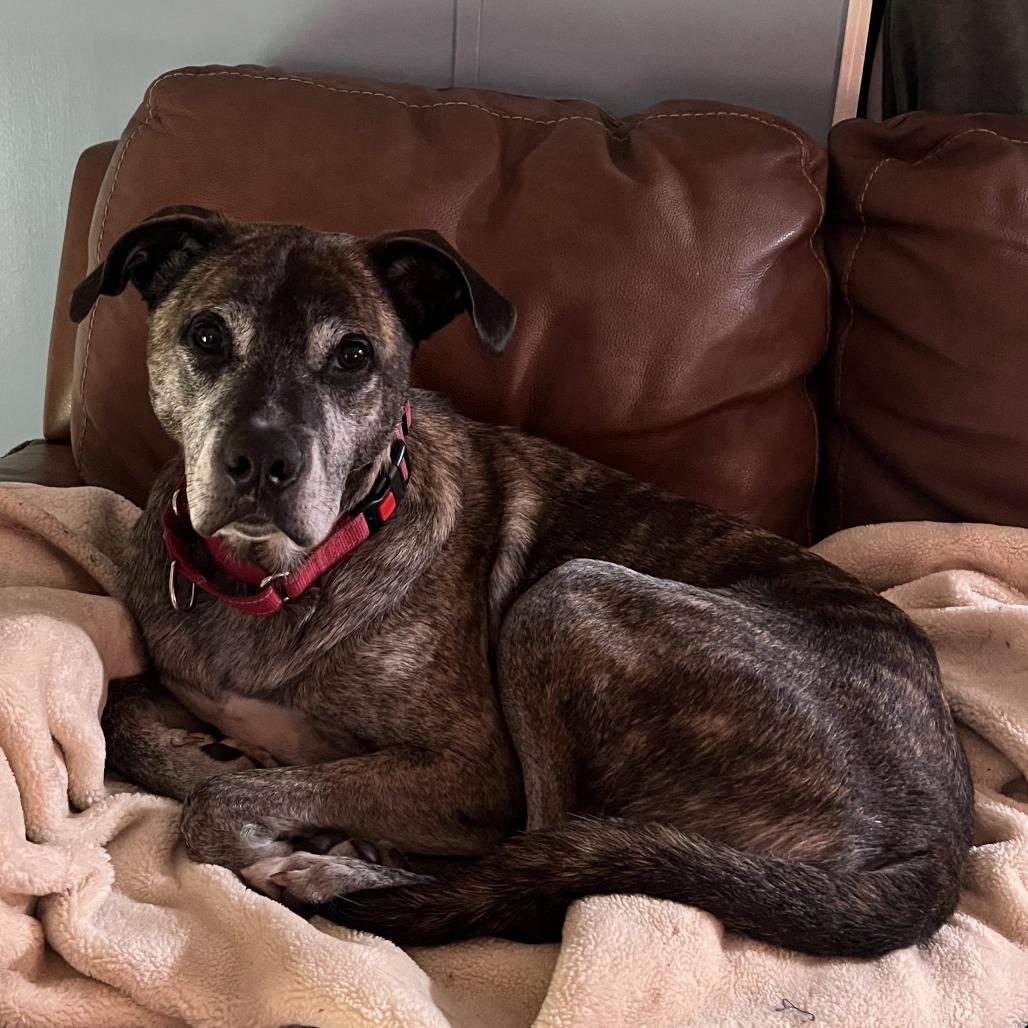 Enlarge Jayden, a ADOPTABLE mixed breed in Columbia, MO image 2/3