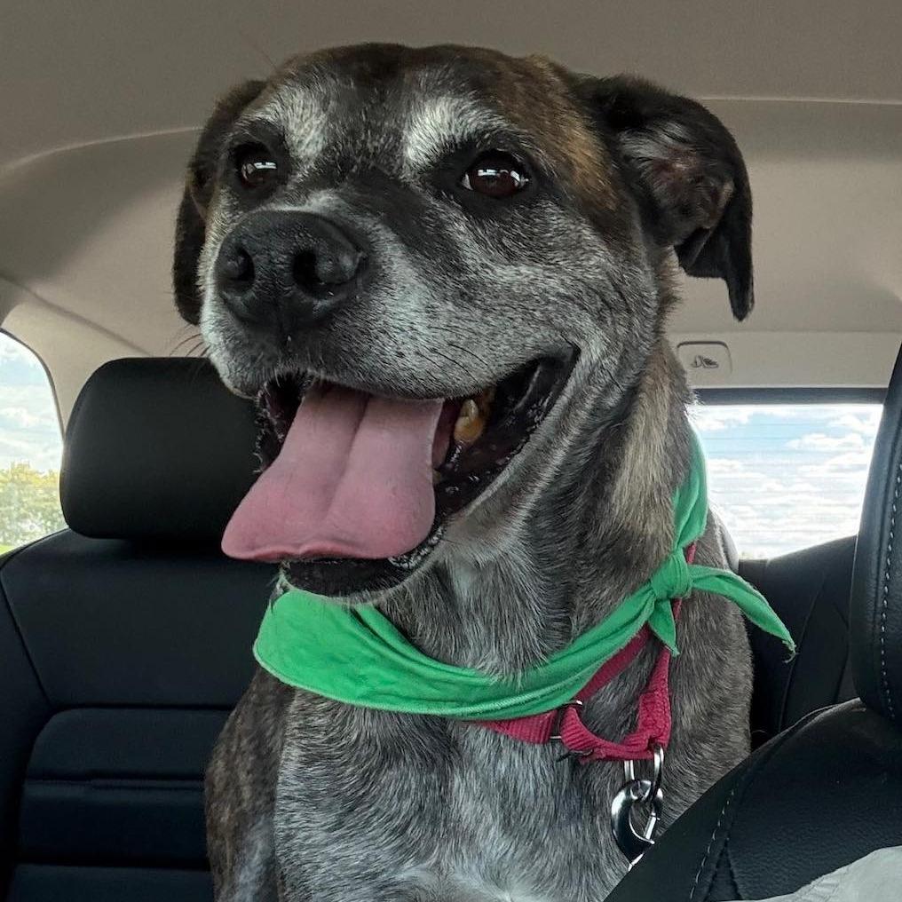 Enlarge Jayden, a ADOPTABLE mixed breed in Columbia, MO image 1/3