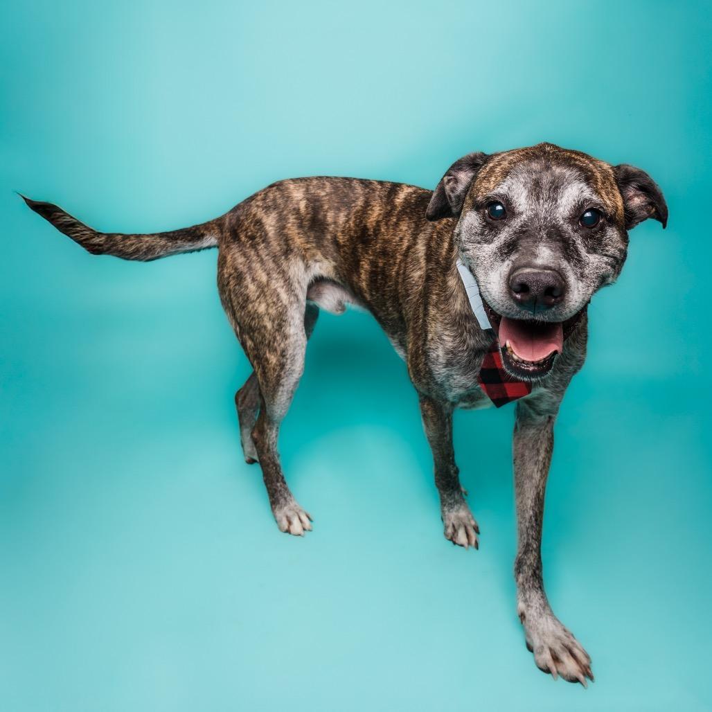 Enlarge Jayden, a ADOPTABLE mixed breed in Columbia, MO image 3/3
