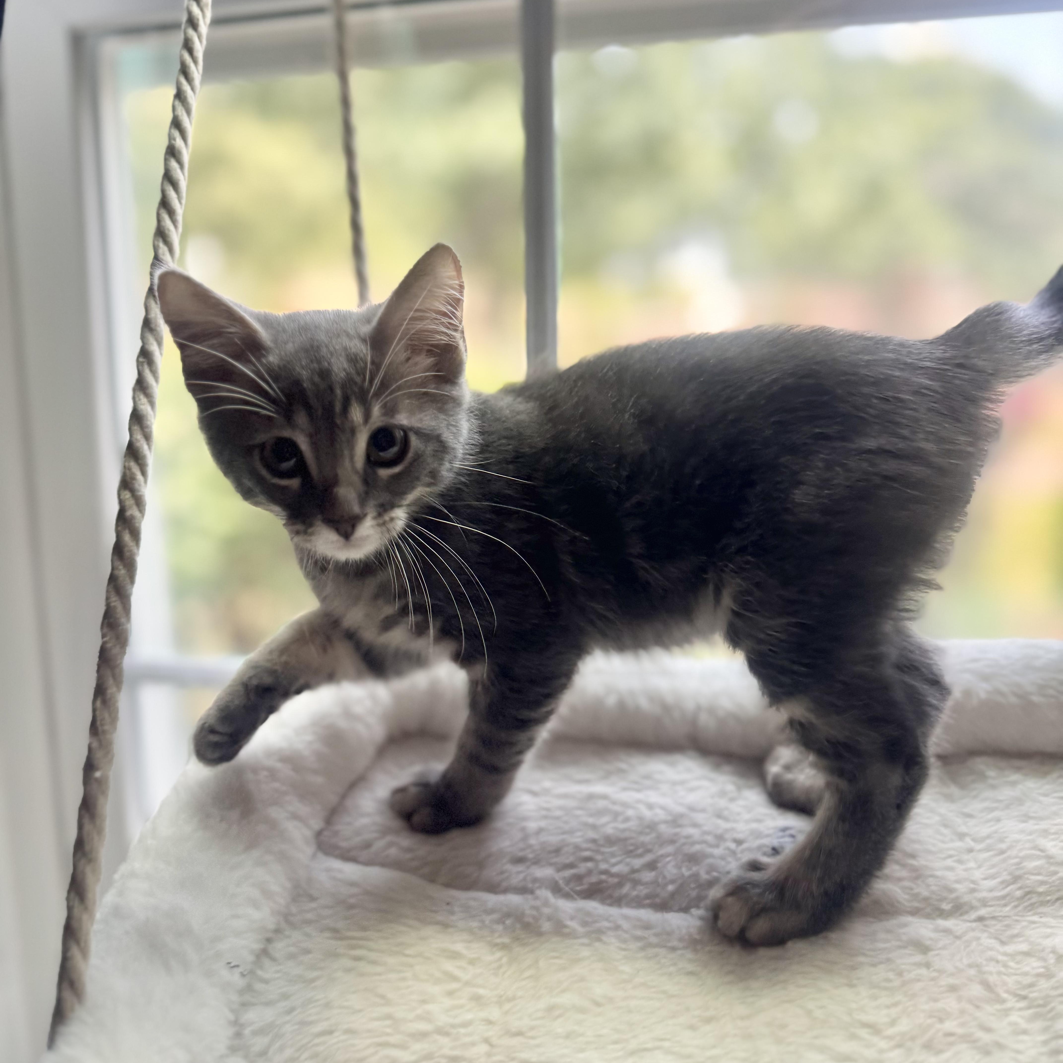 Enlarge Root, an adopted Domestic Short Hair in Allen, TX image 2/3