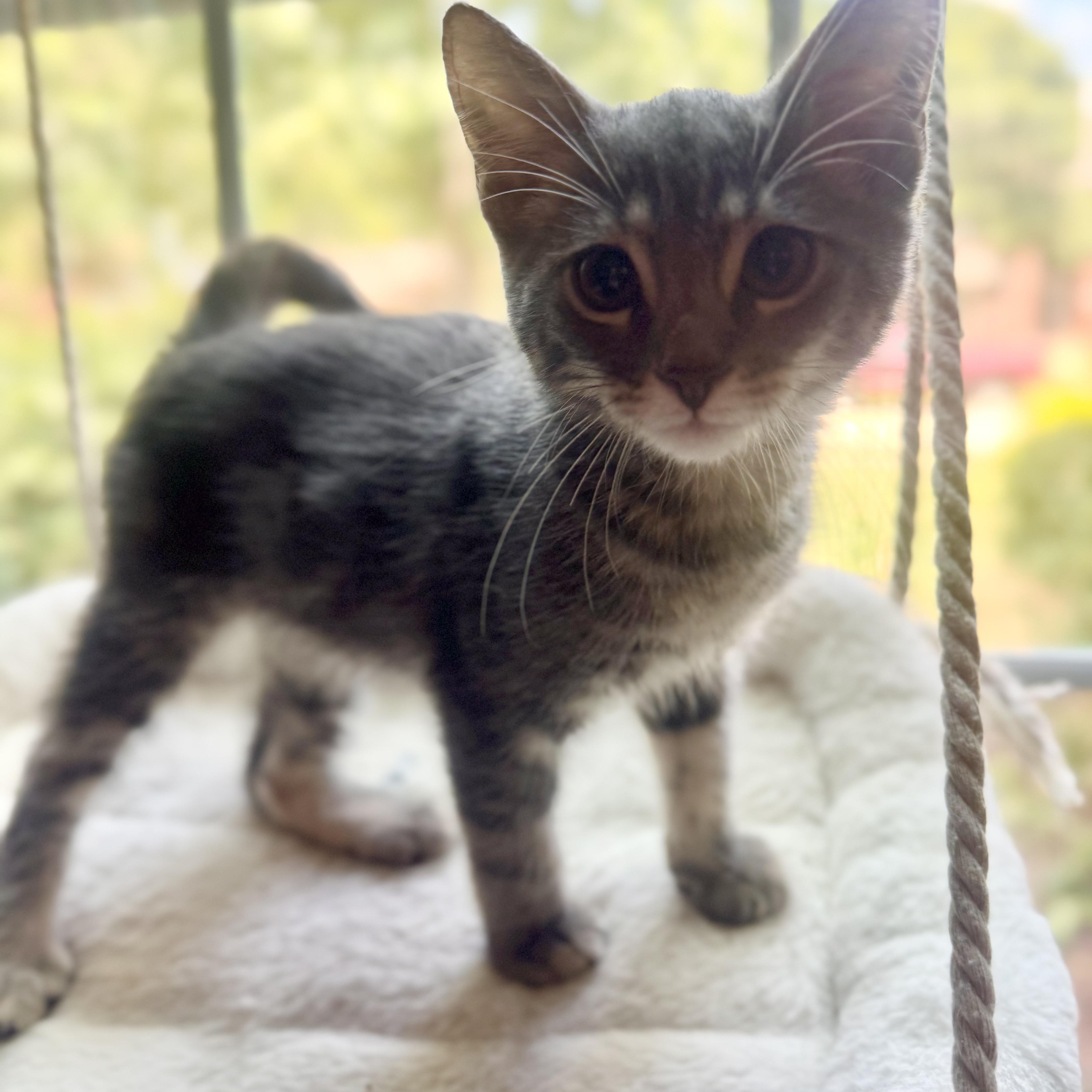 Enlarge Root, an adopted Domestic Short Hair in Allen, TX image 3/3
