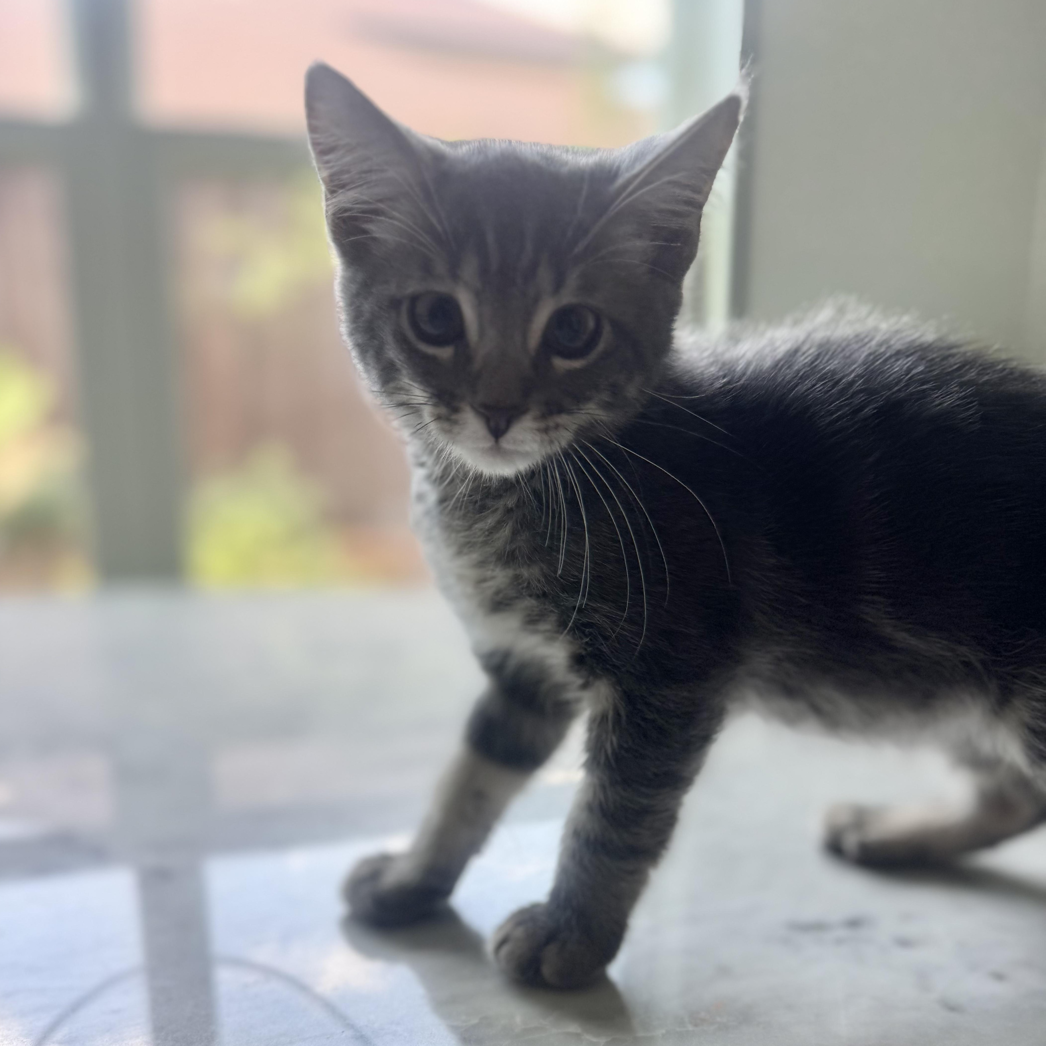 Root, adopted, Kitten Male Domestic Short Hair.