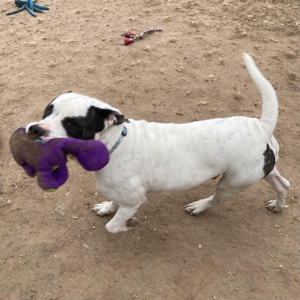Enlarge Porky, a Adoptable mixed breed in Sand Springs, OK image 3/6