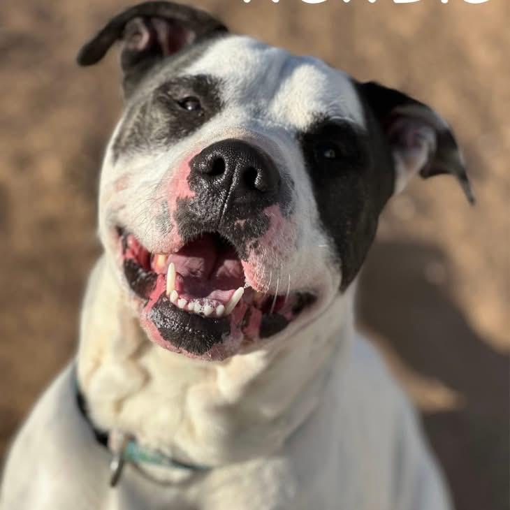 Enlarge Porky, a Adoptable mixed breed in Sand Springs, OK image 1/6