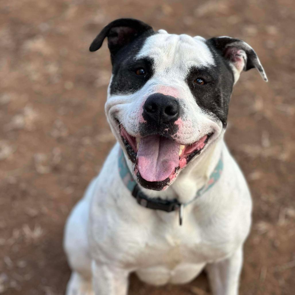 Enlarge Porky, a Adoptable mixed breed in Sand Springs, OK image 2/6