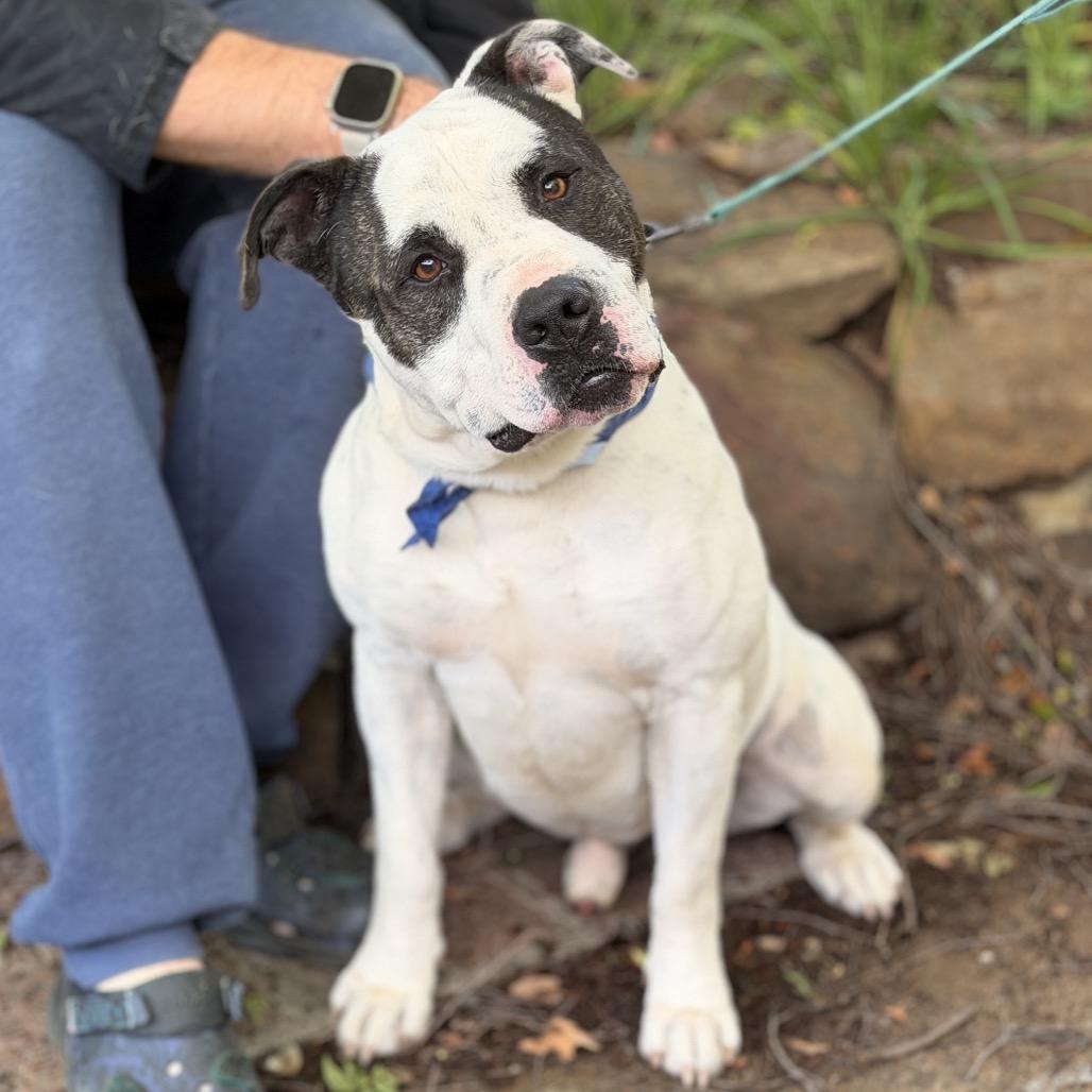 Enlarge Porky, a Adoptable mixed breed in Sand Springs, OK image 2/6