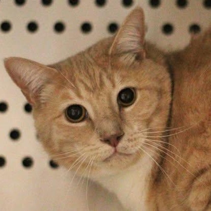 Enlarge 26-00069 SPICY , an adopted Domestic Short Hair in Fredericksburg, VA image 1/1