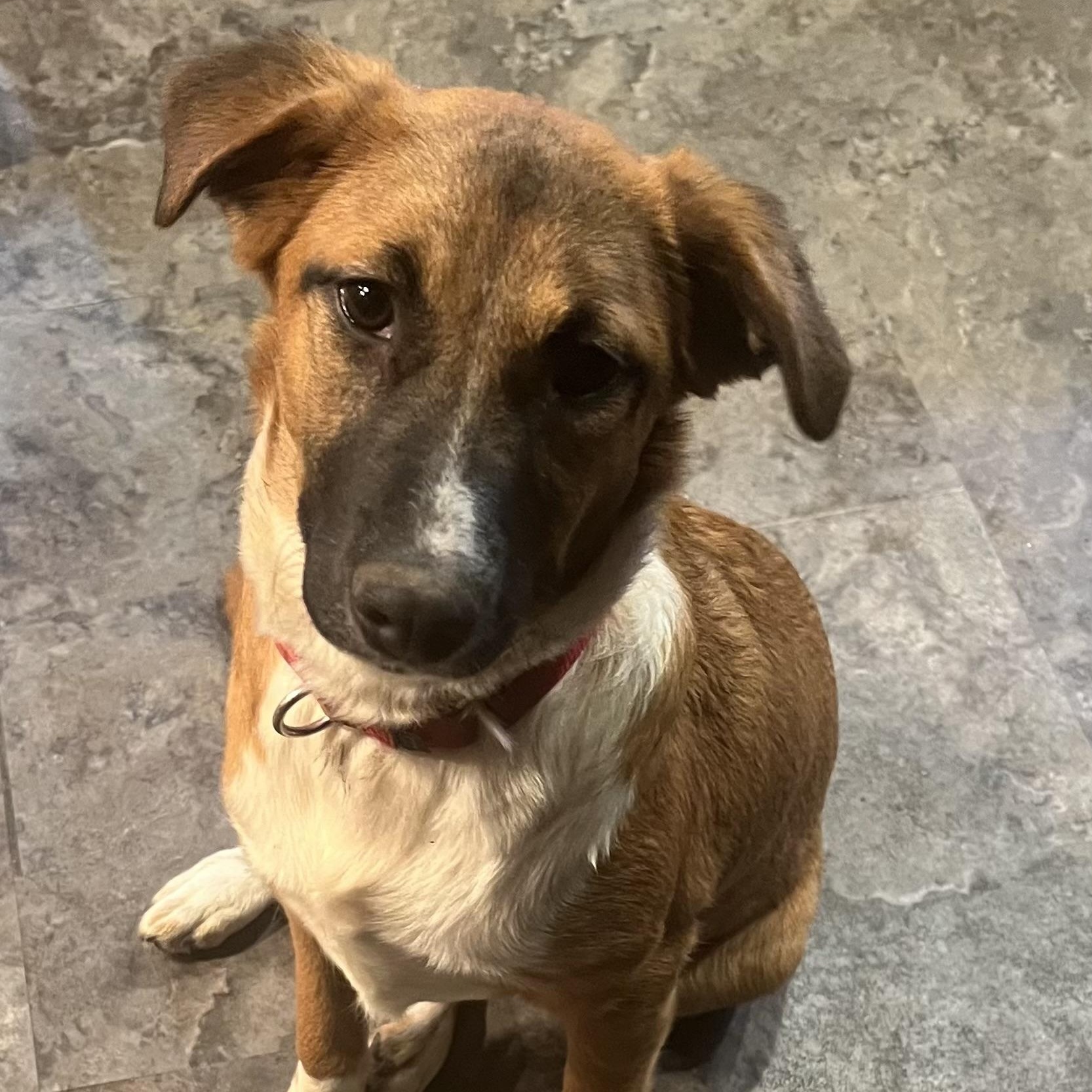 Enlarge Blanche, a ADOPTABLE Mixed Breed in Coldwater, MI image 2/3