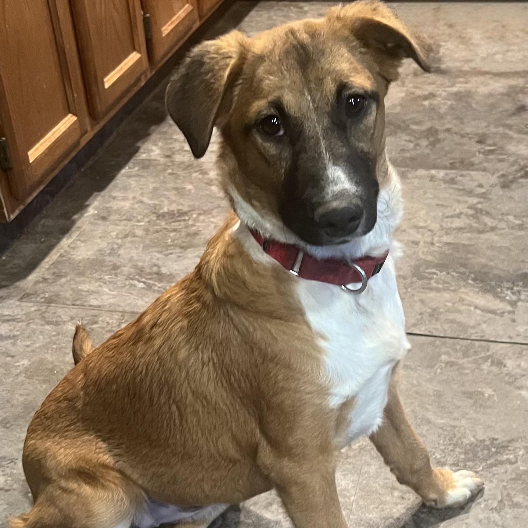 Blanche, ADOPTABLE, Young Female Mixed Breed.