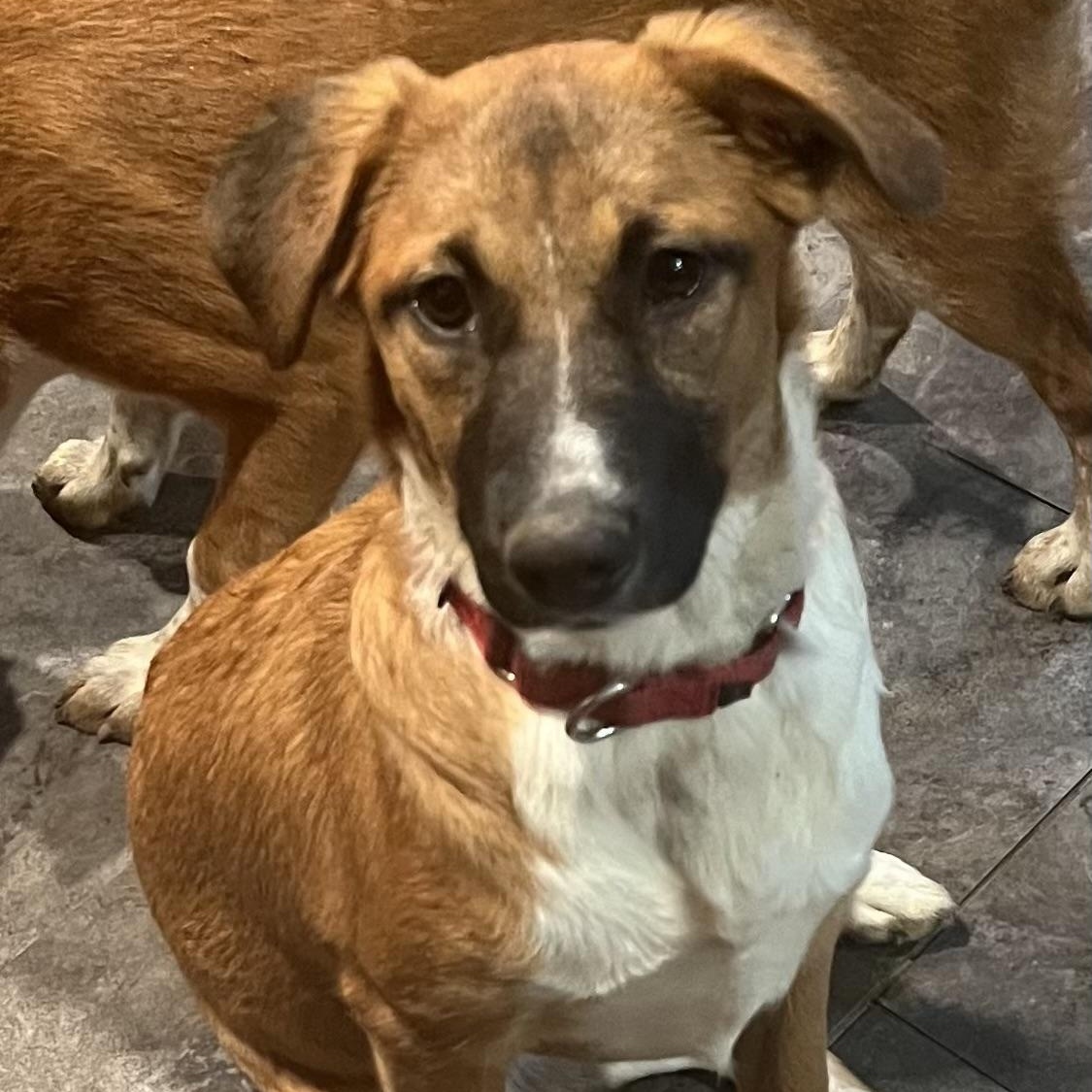 Enlarge Blanche, a ADOPTABLE Mixed Breed in Coldwater, MI image 3/3