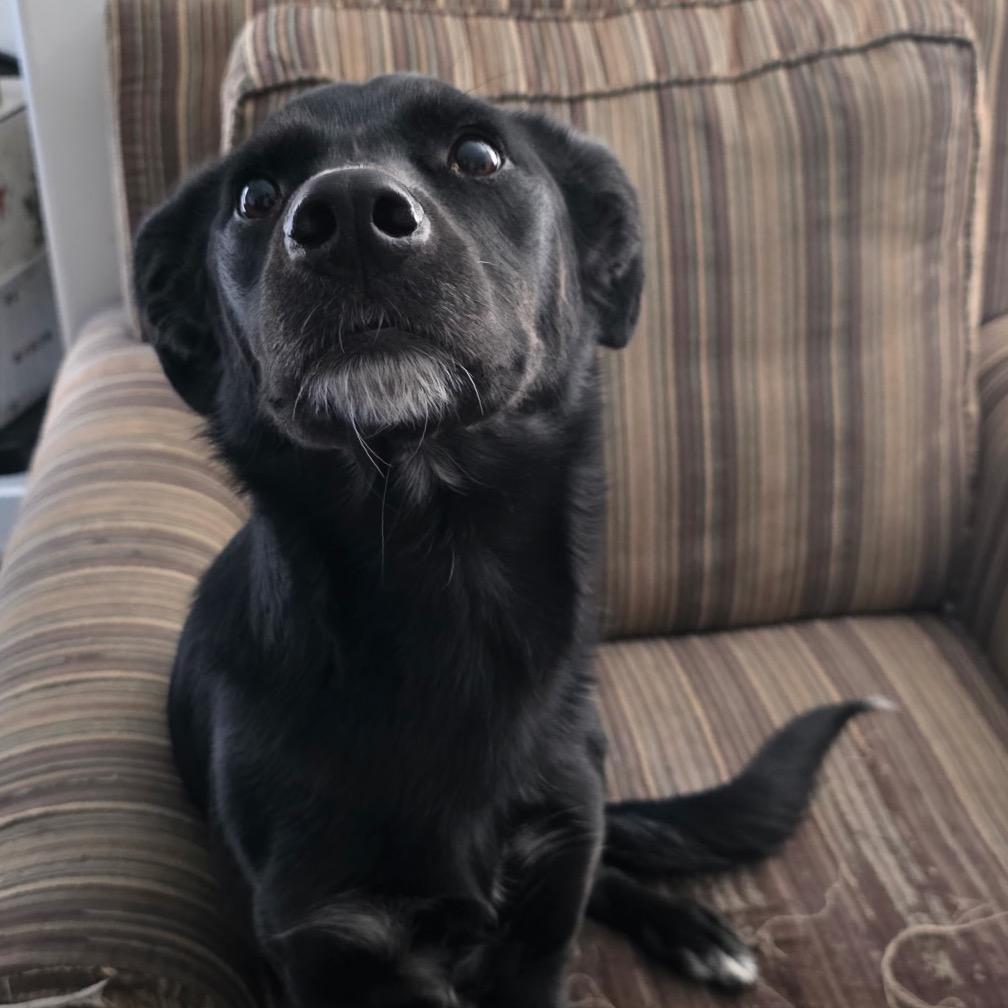 Eris, a Adoptable Mixed Breed in Park City, UT image 1/2