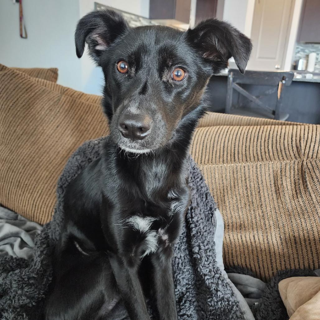 Eris, a Adoptable Mixed Breed in Park City, UT image 2/2