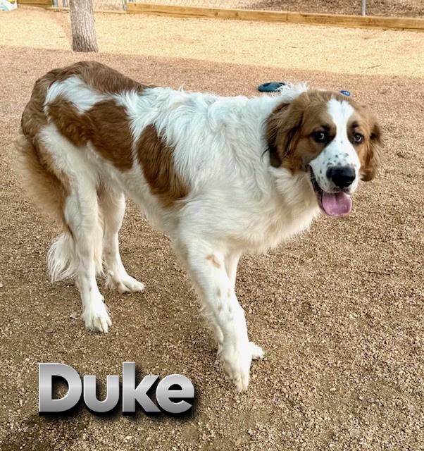 Duke, ADOPTABLE, Young Male Saint Bernard & Great Pyrenees.