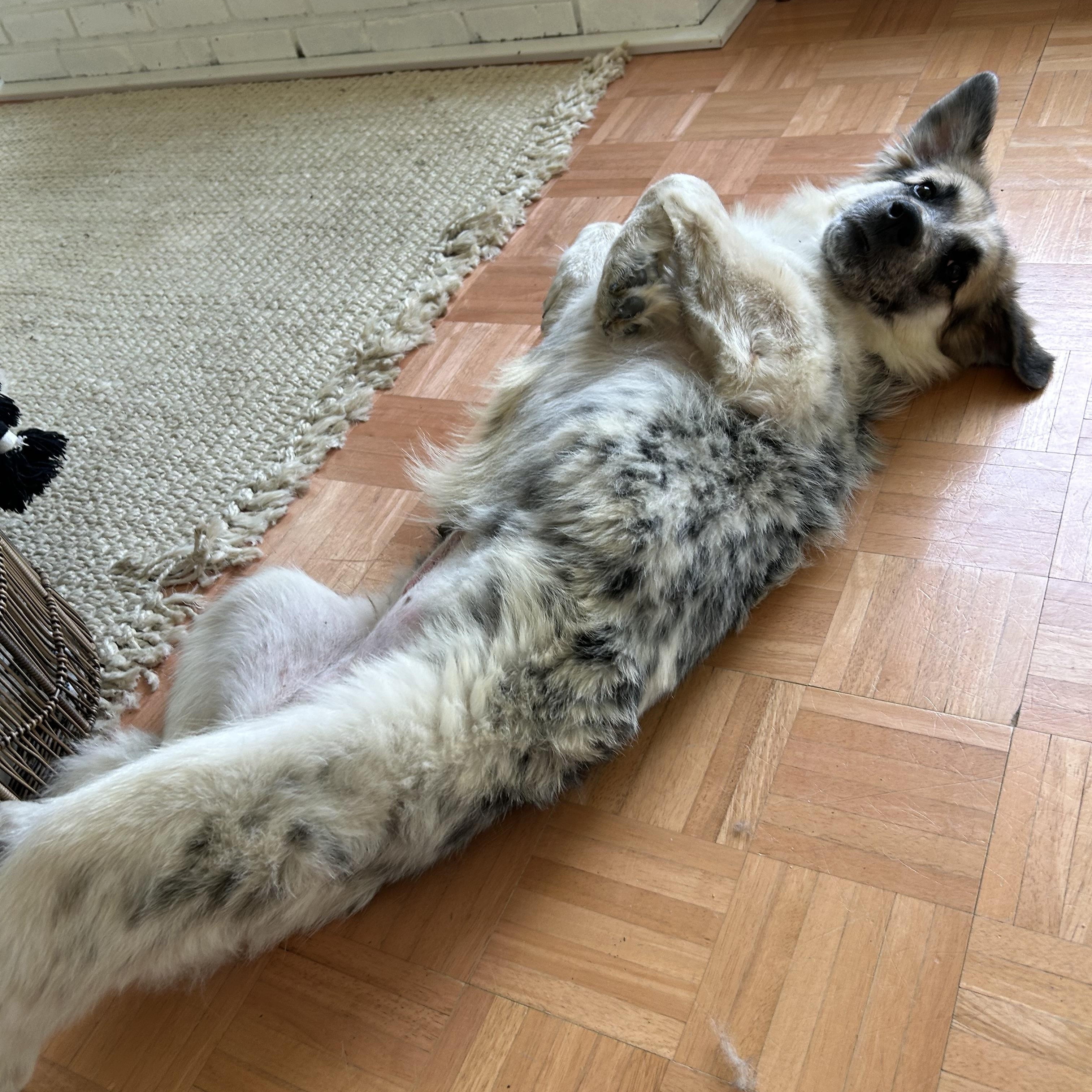 Enlarge Blue, a ADOPTABLE mixed breed in Olathe, KS image 5/6