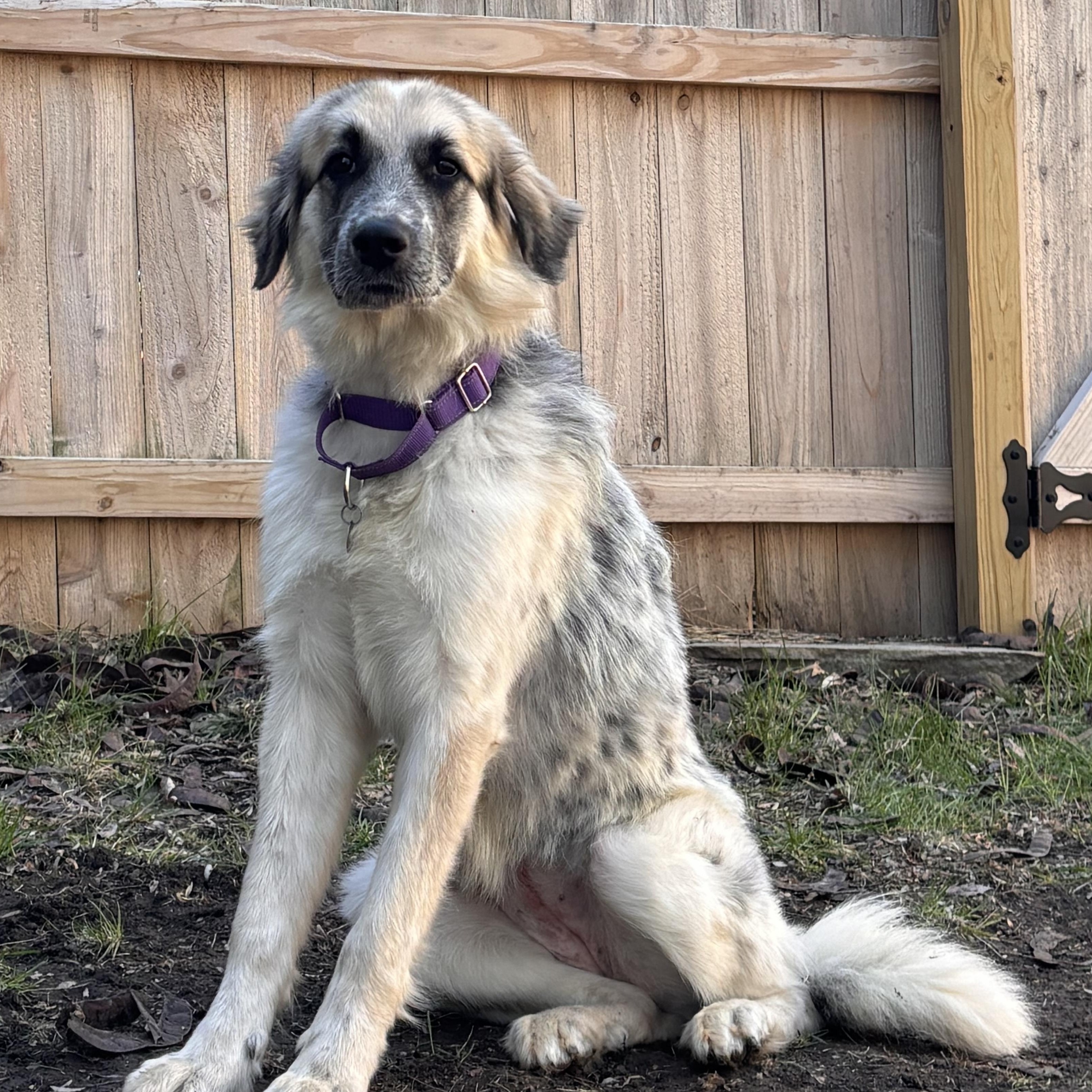 Enlarge Blue, a ADOPTABLE mixed breed in Olathe, KS image 3/6