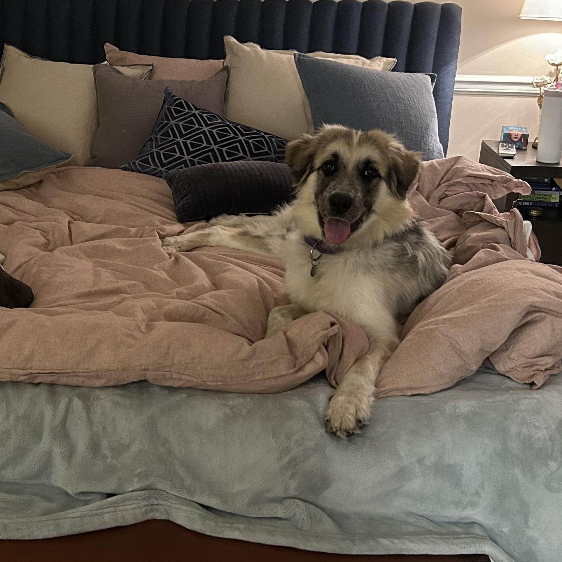 Enlarge Blue, a ADOPTABLE mixed breed in Olathe, KS image 6/6