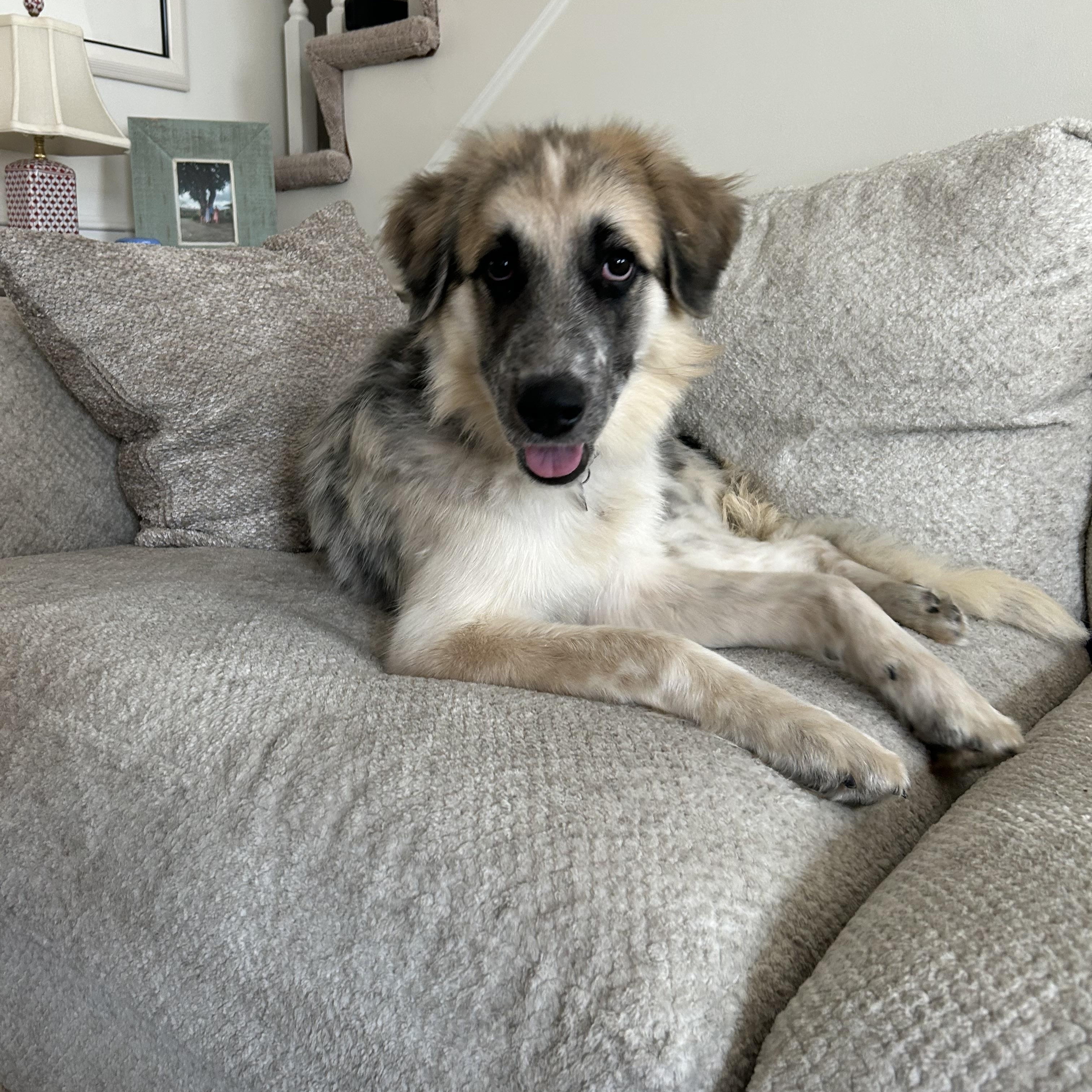 Enlarge Blue, a ADOPTABLE mixed breed in Olathe, KS image 2/6