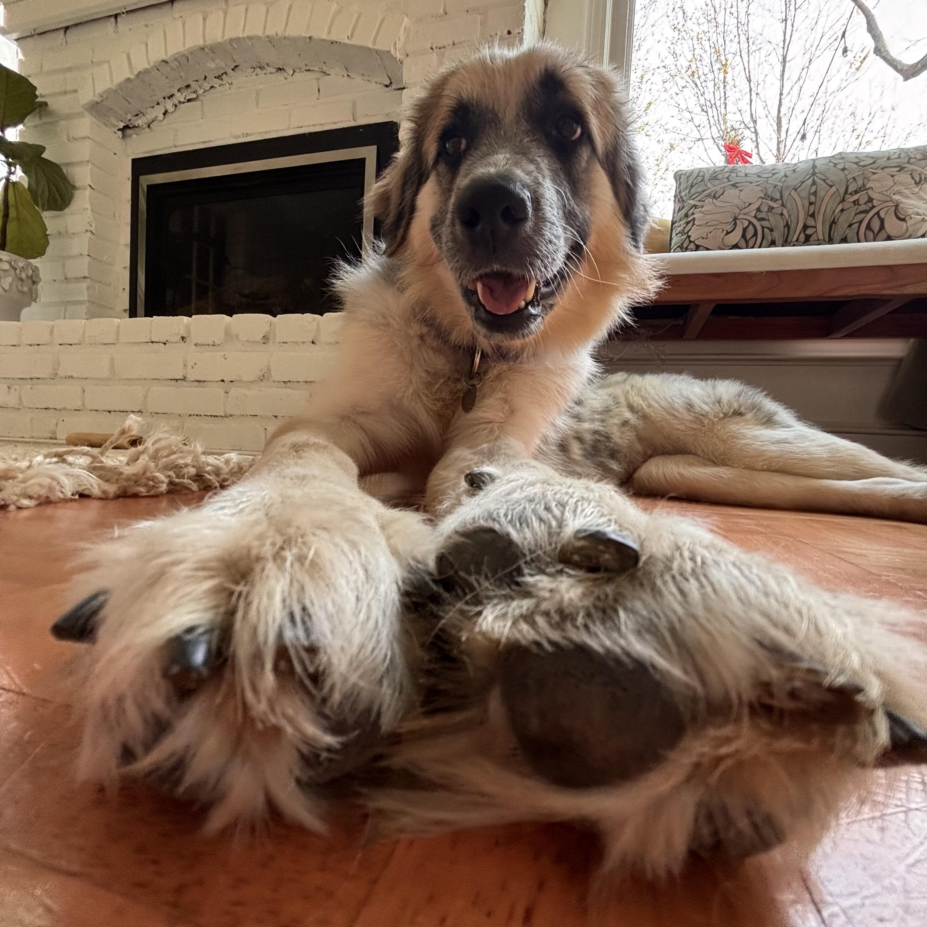 Blue, ADOPTABLE, Adult Female Anatolian Shepherd & Australian Shepherd.