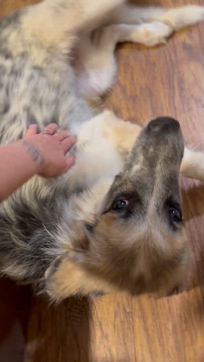 Enlarge Blue, a ADOPTABLE mixed breed in Olathe, KS video 4/6