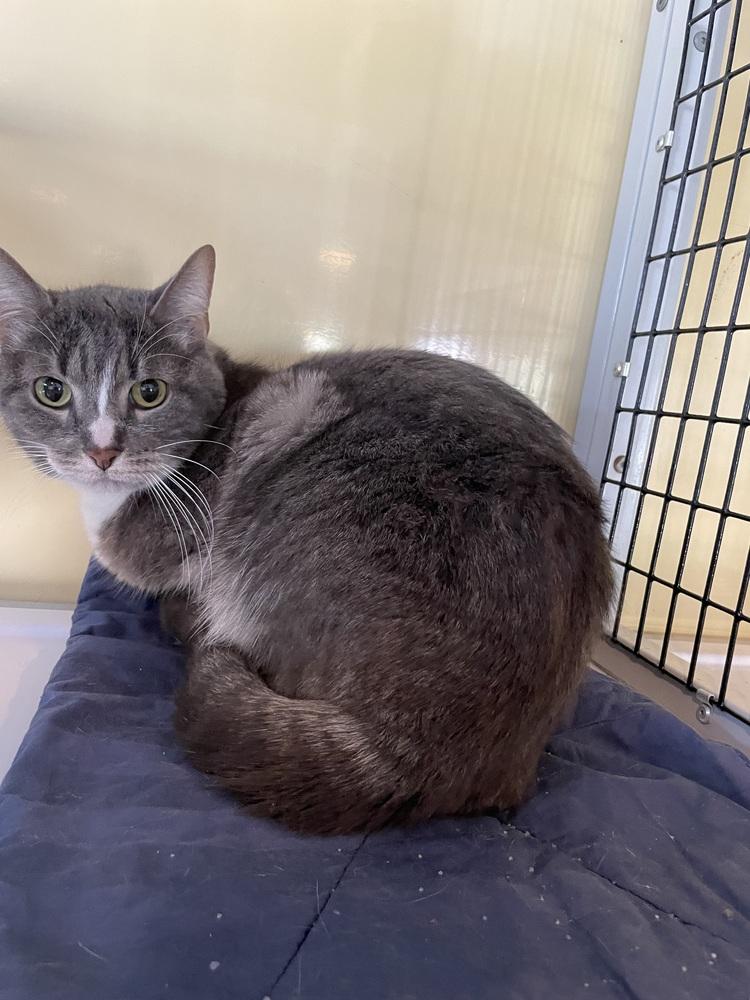 Enlarge Sophia, a Adoptable Domestic Short Hair in Ferndale, MI image 1/4