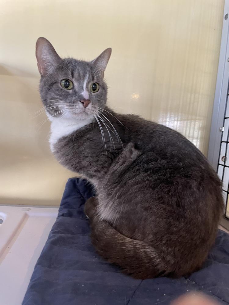 Enlarge Sophia, a Adoptable Domestic Short Hair in Ferndale, MI image 2/4