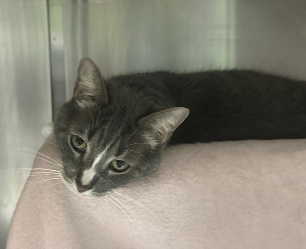 Enlarge Sophia, a Adoptable Domestic Short Hair in Ferndale, MI image 3/4