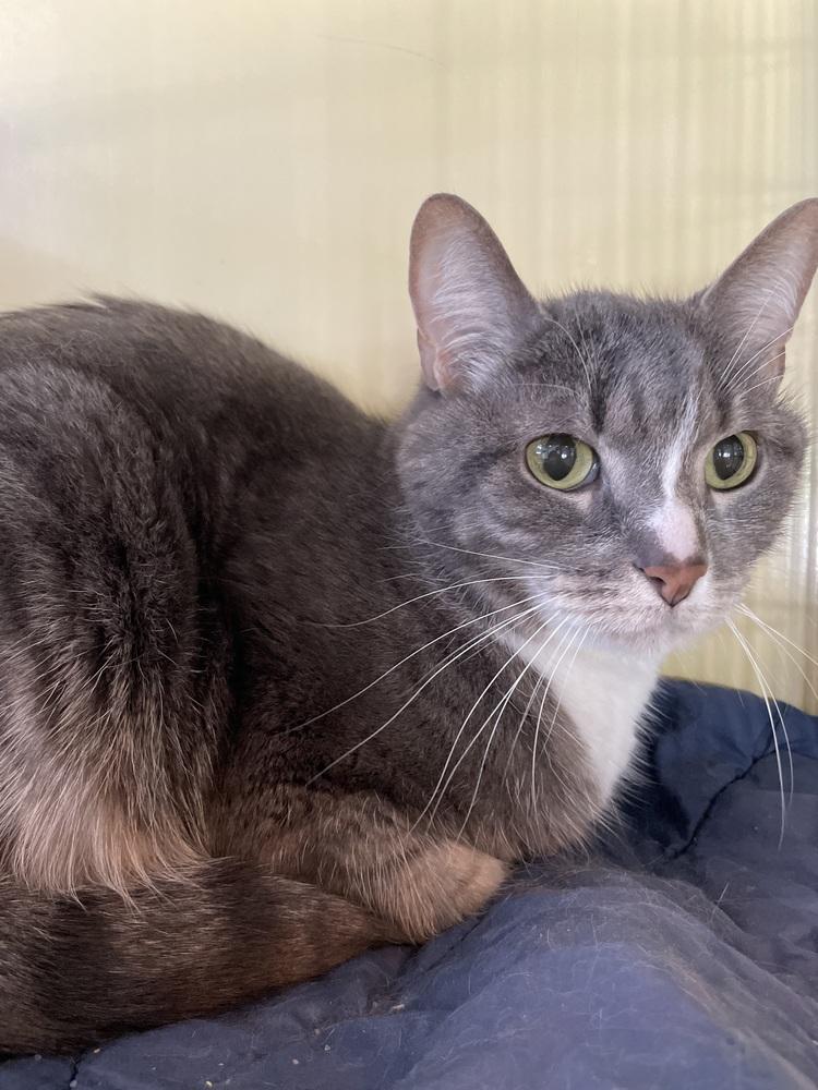 Enlarge Sophia, a Adoptable Domestic Short Hair in Ferndale, MI image 4/4
