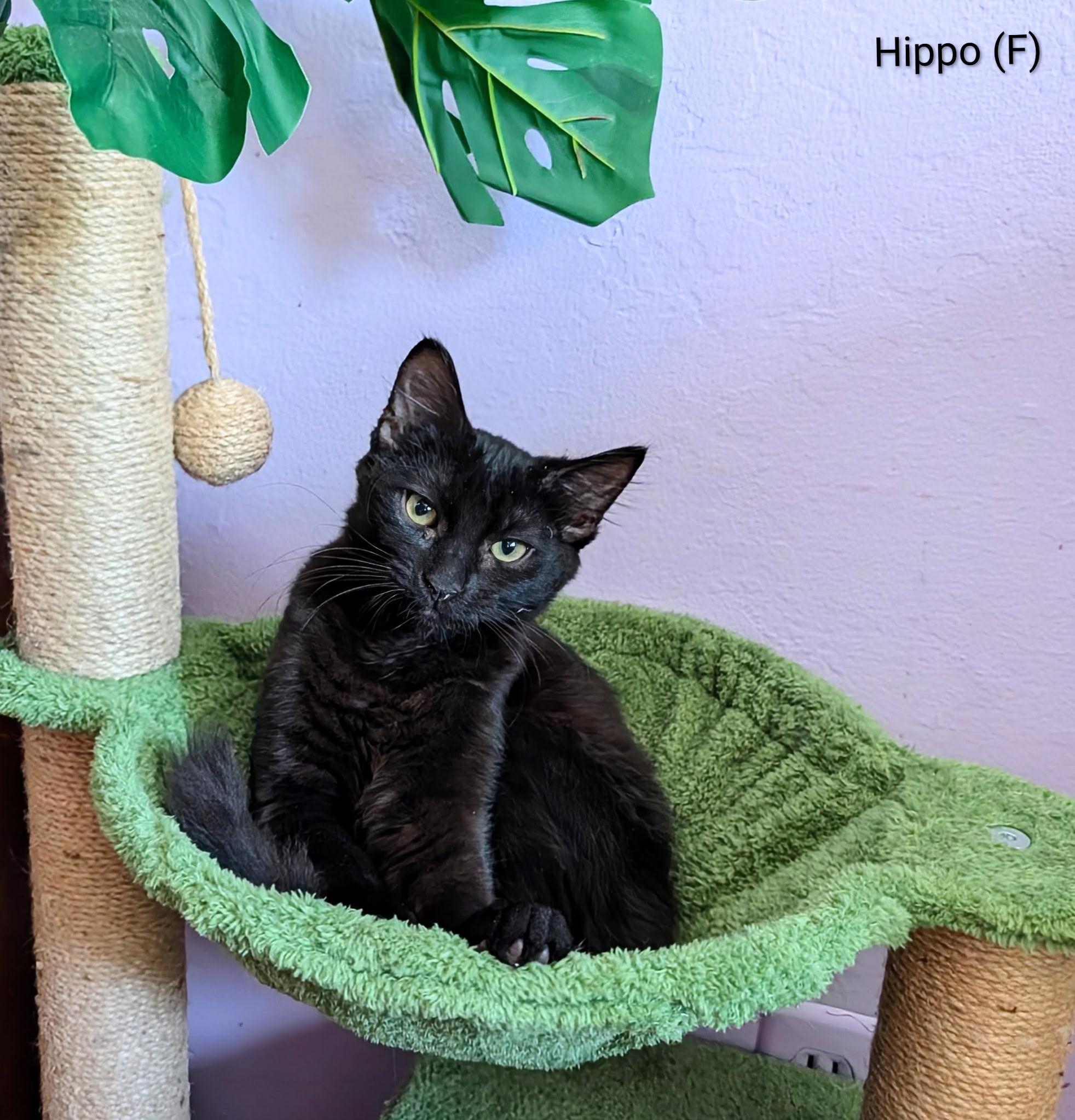 Enlarge Hippo, a Adoptable mixed breed in San Jose, CA image 2/2