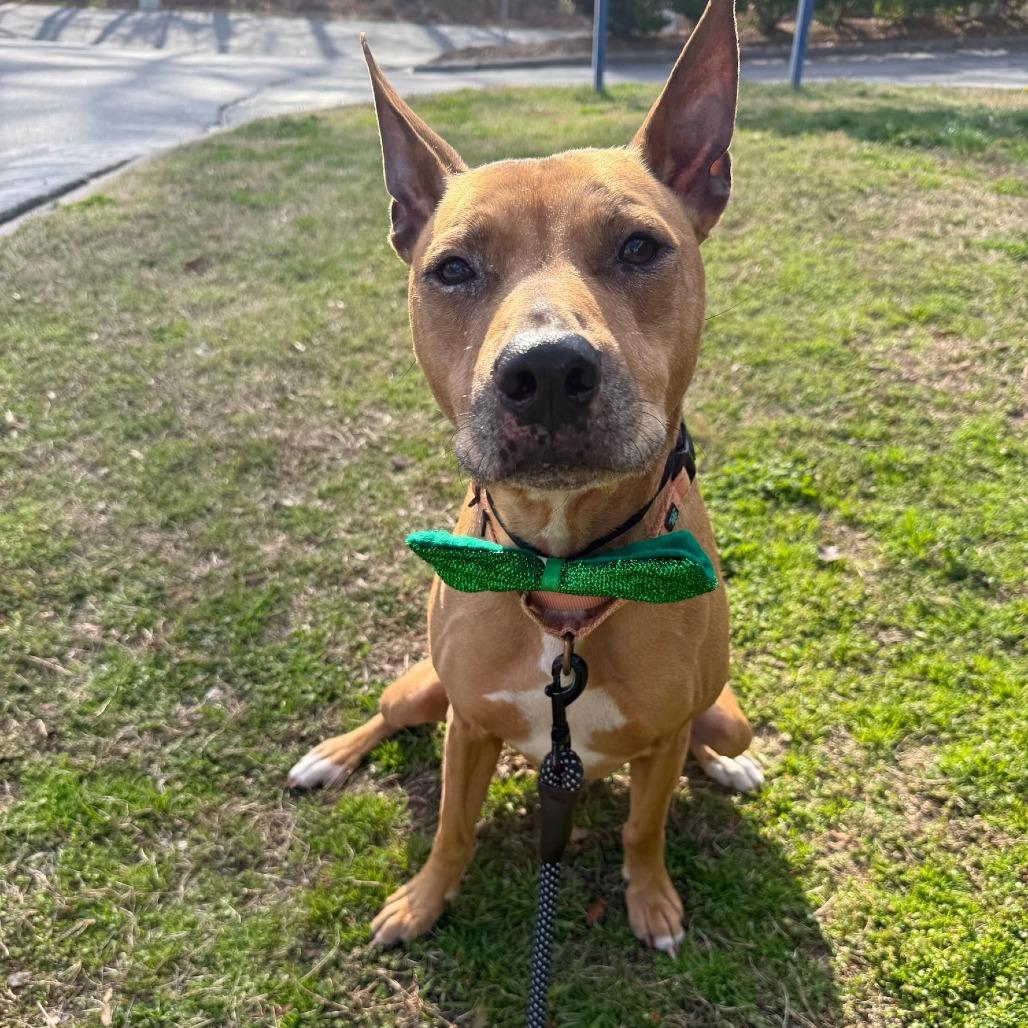 Eddie, Adoptable, Senior Male Boxer.