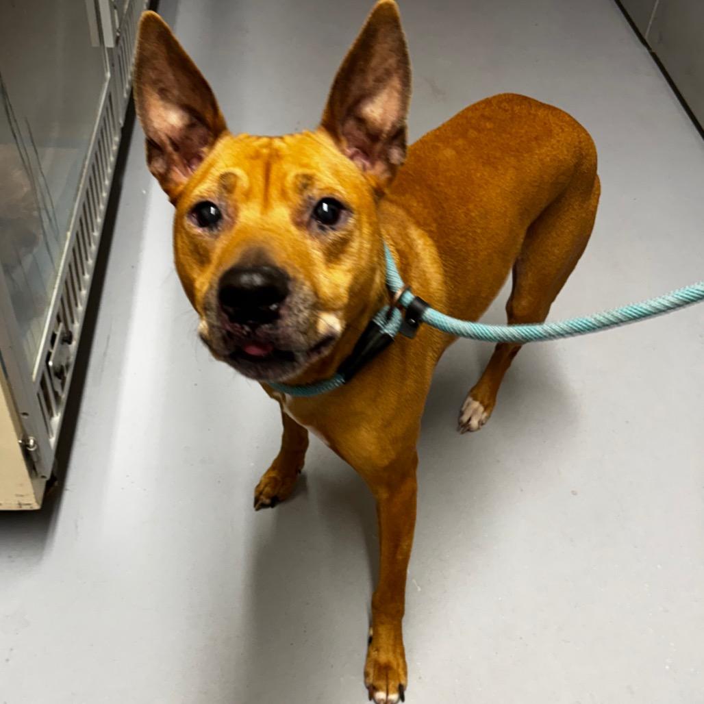 Enlarge Eddie, a Adoptable mixed breed in Concord, NC image 3/6