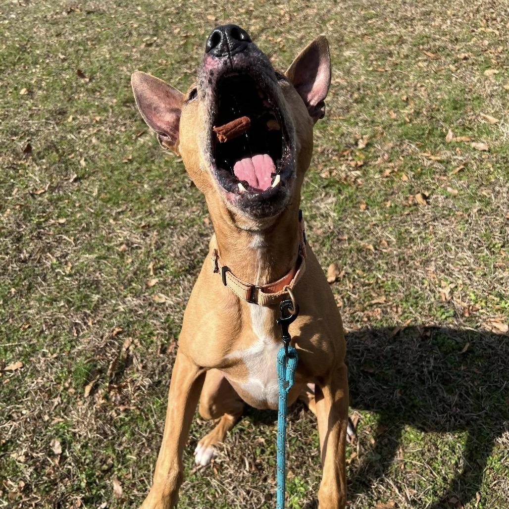 Enlarge Eddie, a Adoptable mixed breed in Concord, NC image 4/6