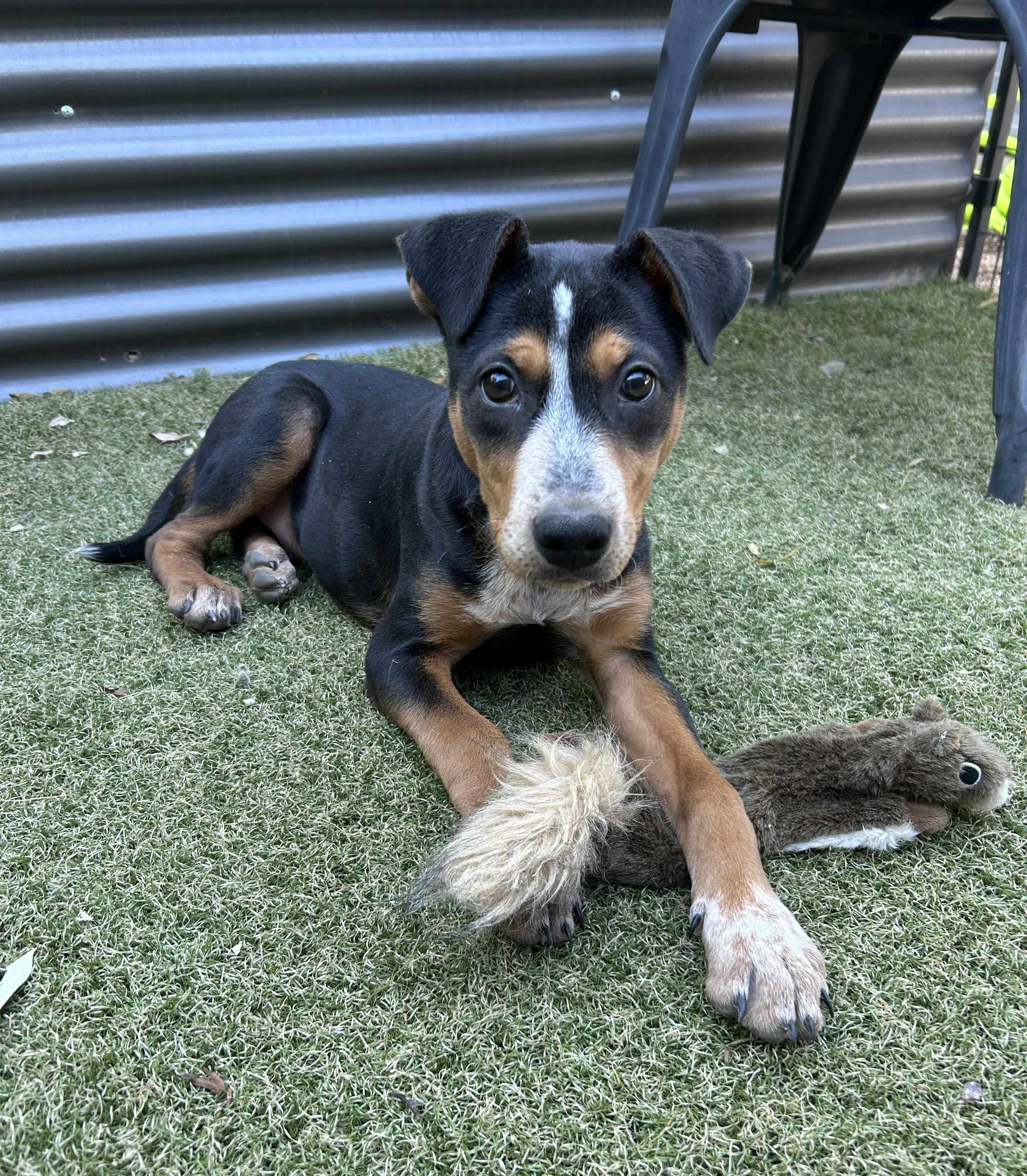 Enlarge Vortex, a ADOPTABLE mixed breed in Apache Junction, AZ image 2/4