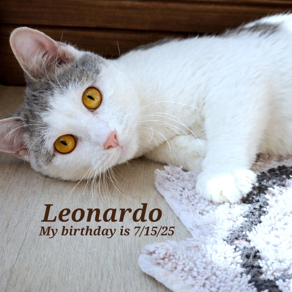 Leonardo, Adoptable, Kitten Male Domestic Short Hair.