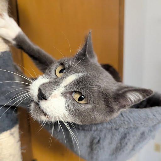 Enlarge Janet, a Adoptable Domestic Short Hair in Little Falls, MN image 3/5