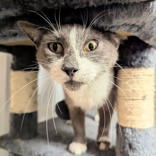 Janet, an adoptable Domestic Short Hair in Little Falls, MN, 56345 | Photo Image 4