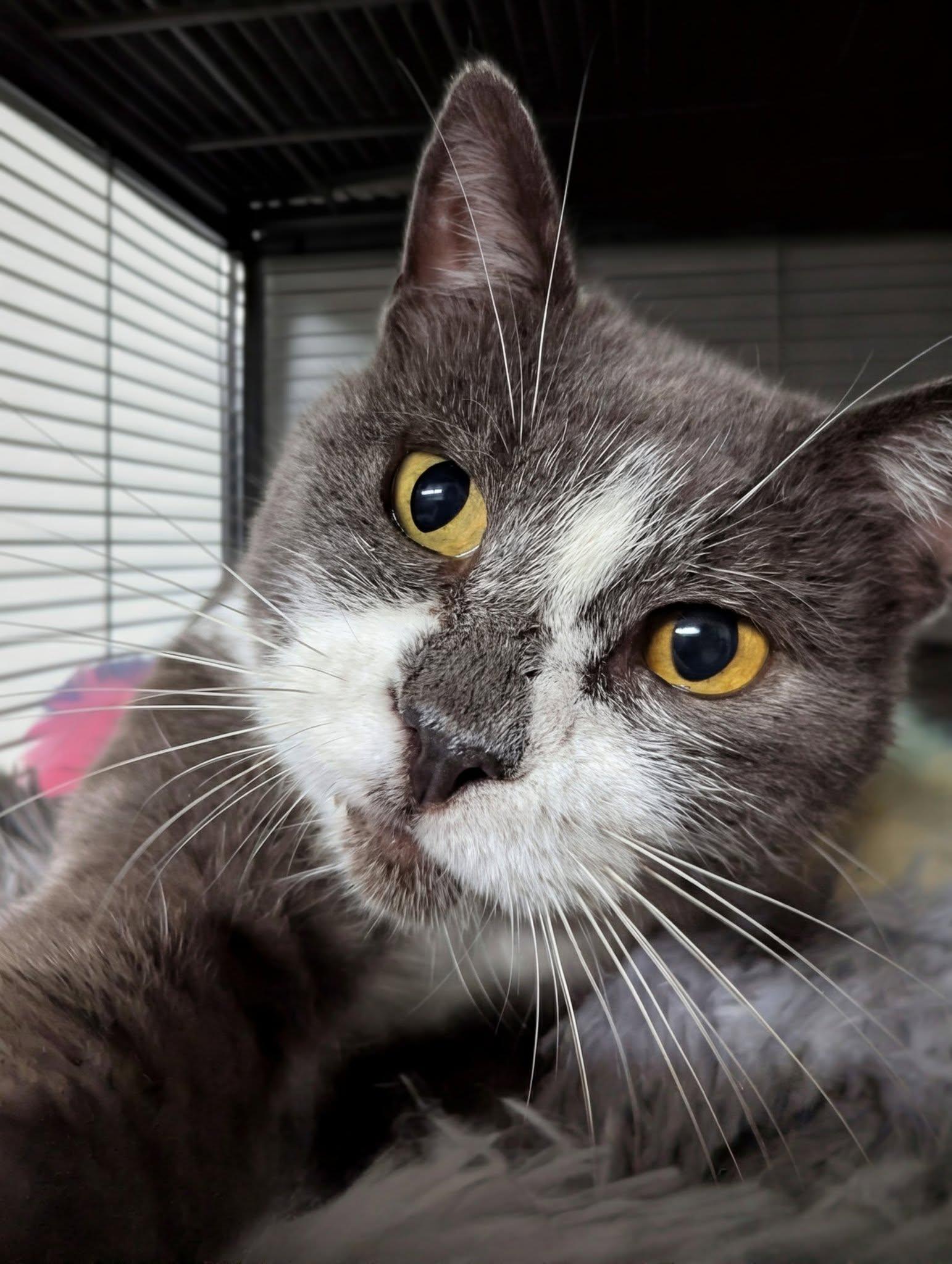 Janet, an adoptable Domestic Short Hair in Little Falls, MN, 56345 | Photo Image 1