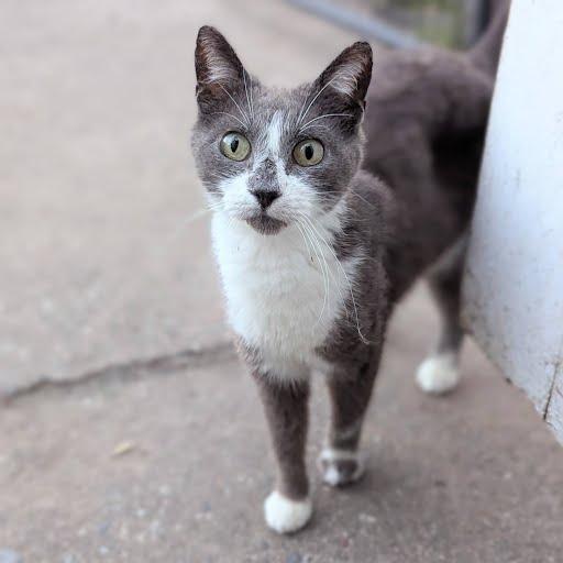 Janet, Adoptable, Senior Female Domestic Short Hair.