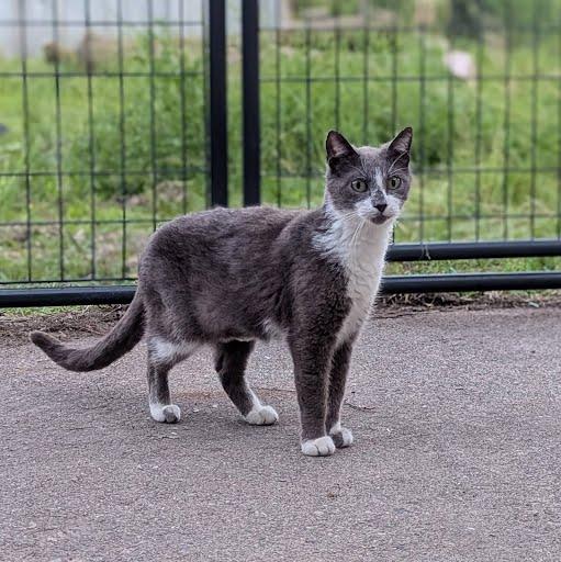 Enlarge Janet, a Adoptable Domestic Short Hair in Little Falls, MN image 5/5