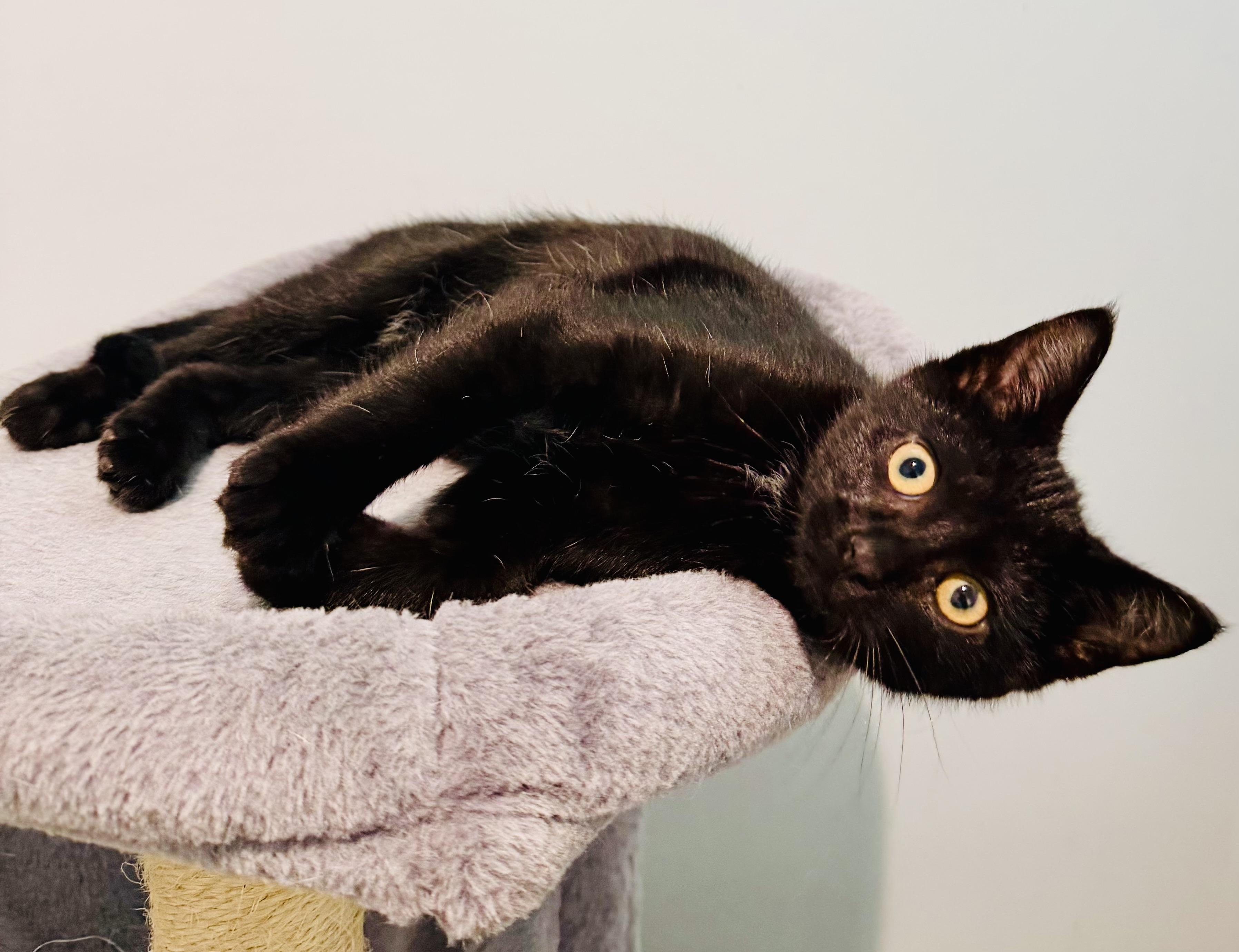 Enlarge Moonshine & Whiskey, an adopted Domestic Short Hair in St. Clair, MI image 3/3
