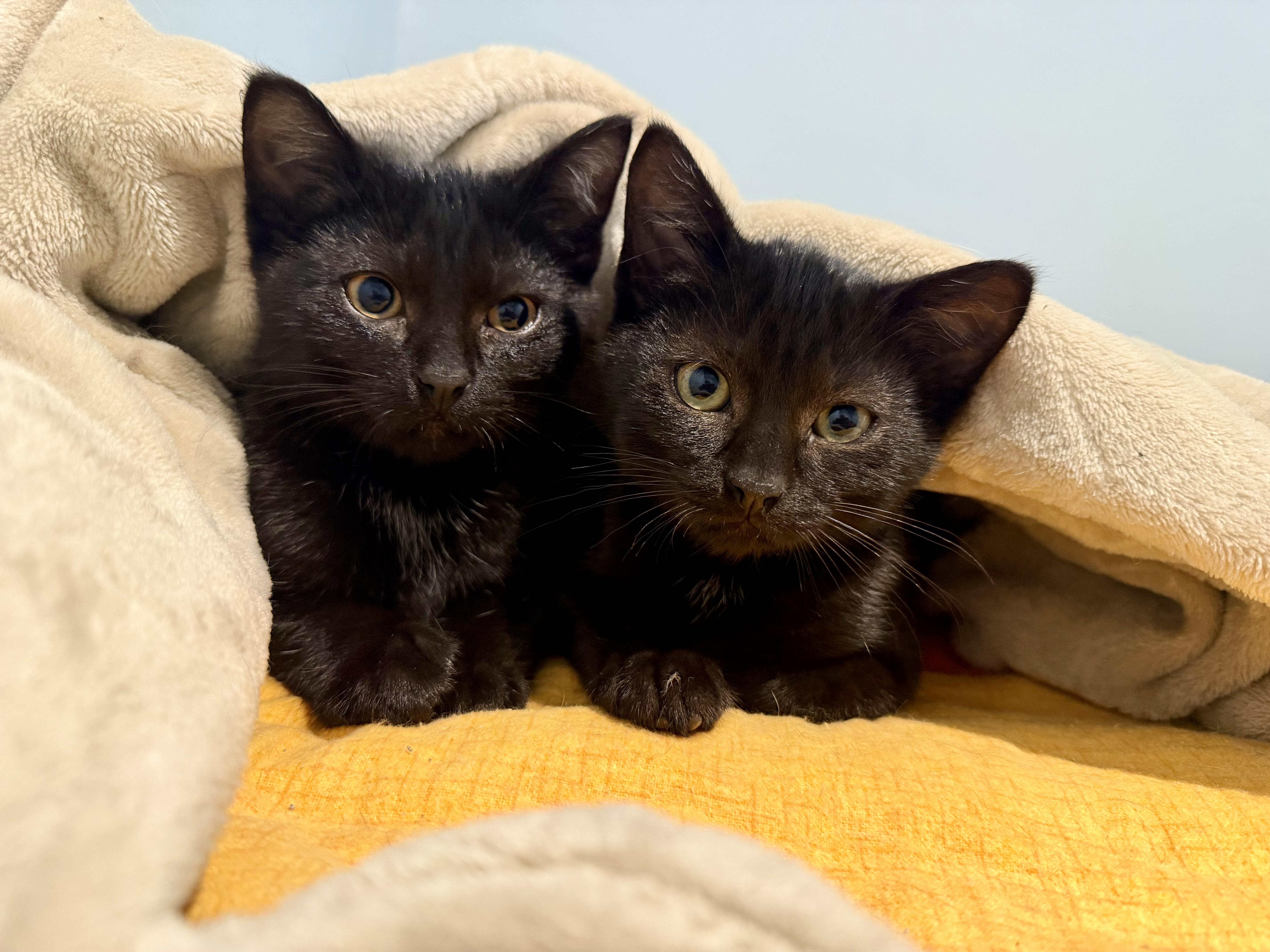 Moonshine & Whiskey, adopted, Kitten Male Domestic Short Hair.