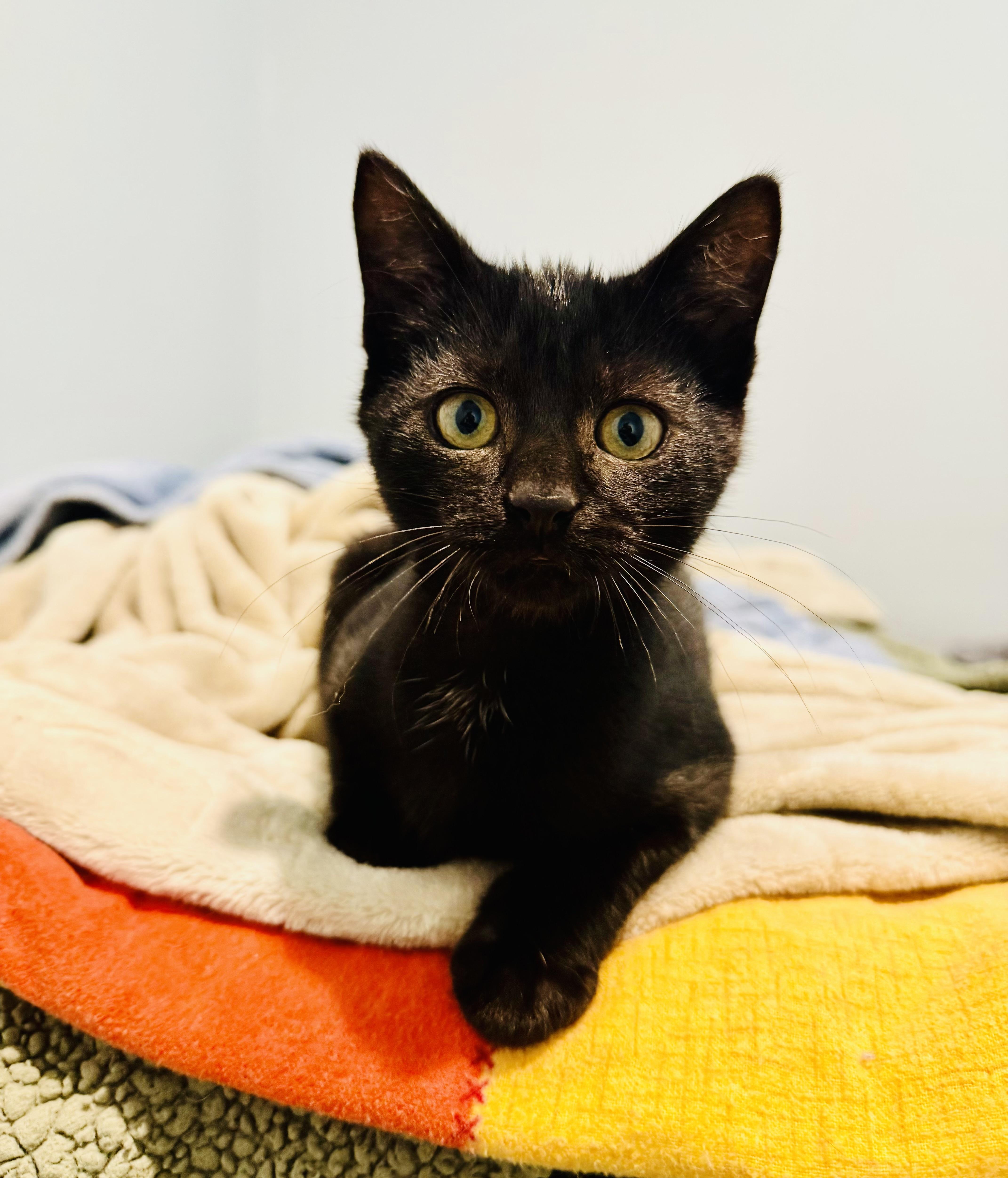 Enlarge Moonshine & Whiskey, an adopted Domestic Short Hair in St. Clair, MI image 2/3