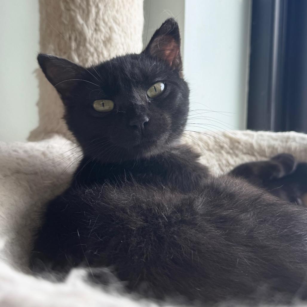 Pixie, Adoptable, Young Female Domestic Short Hair.