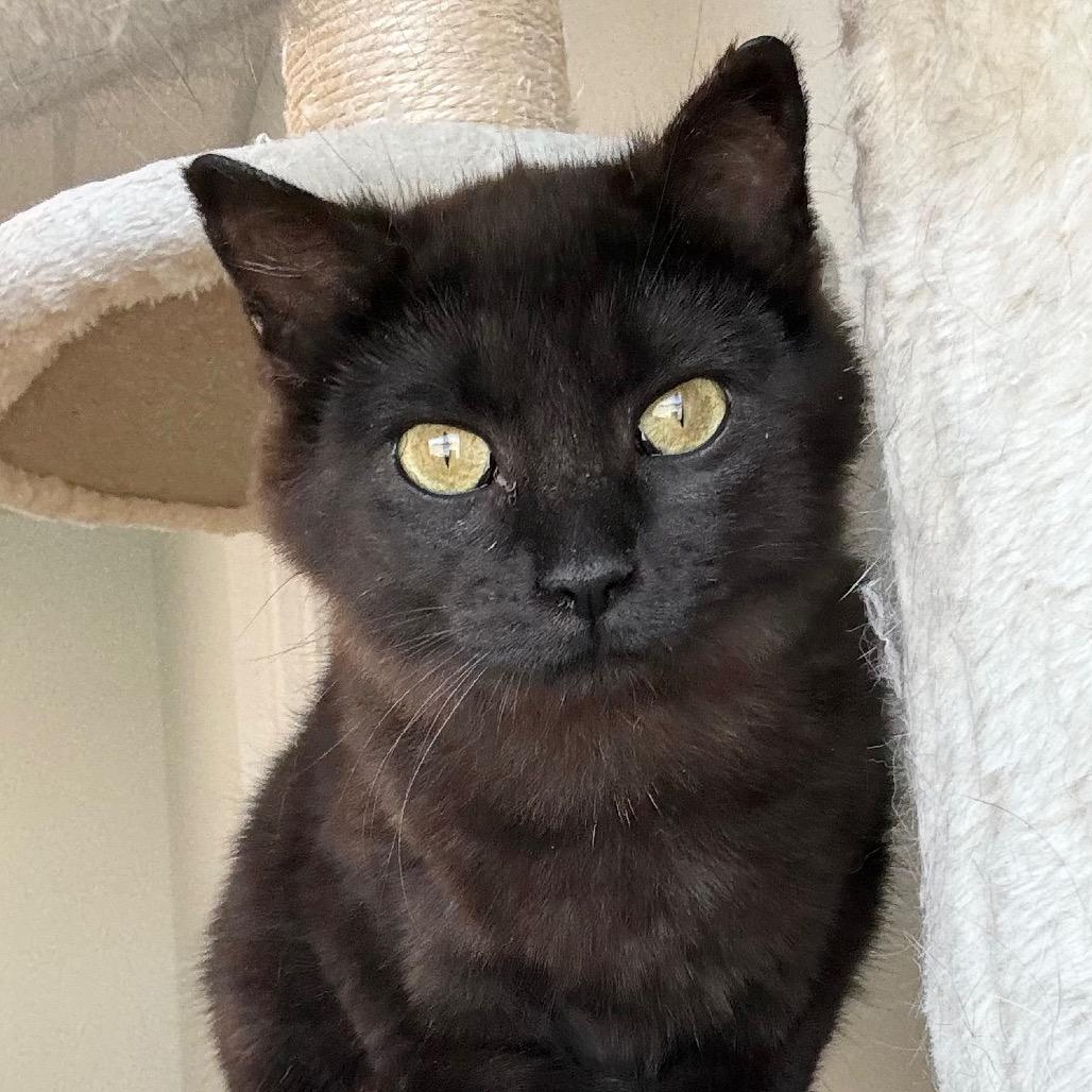 Pixie, a Adoptable Domestic Short Hair in Zimmerman, MN image 2/6